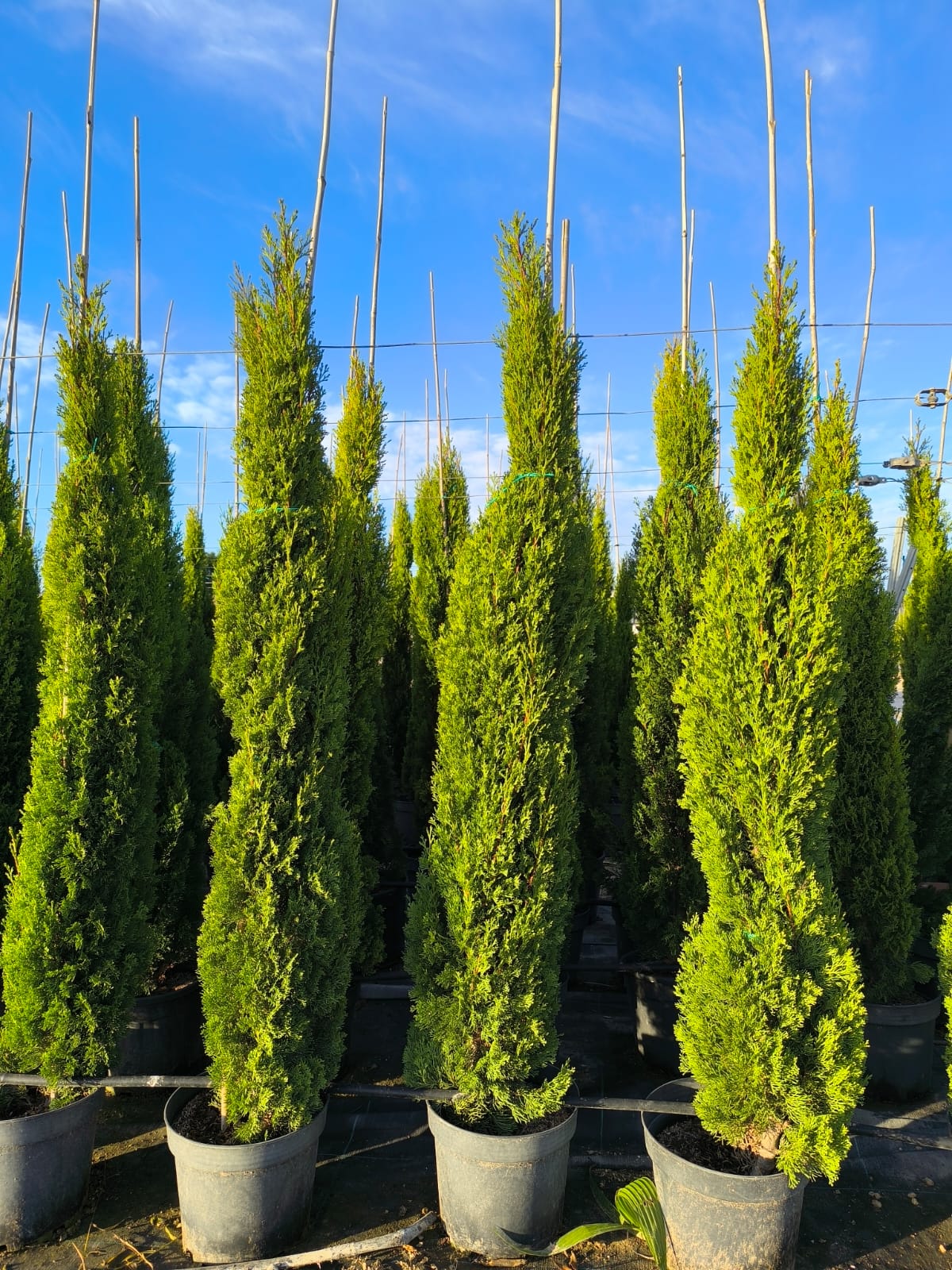 Sunny Tree - Totem Cypres Italien 150-160 CM Cupressus Sempervirens - Résistant au gel jusqu'à -18 - Conifère à feuillage persistant - Cyprès - 2