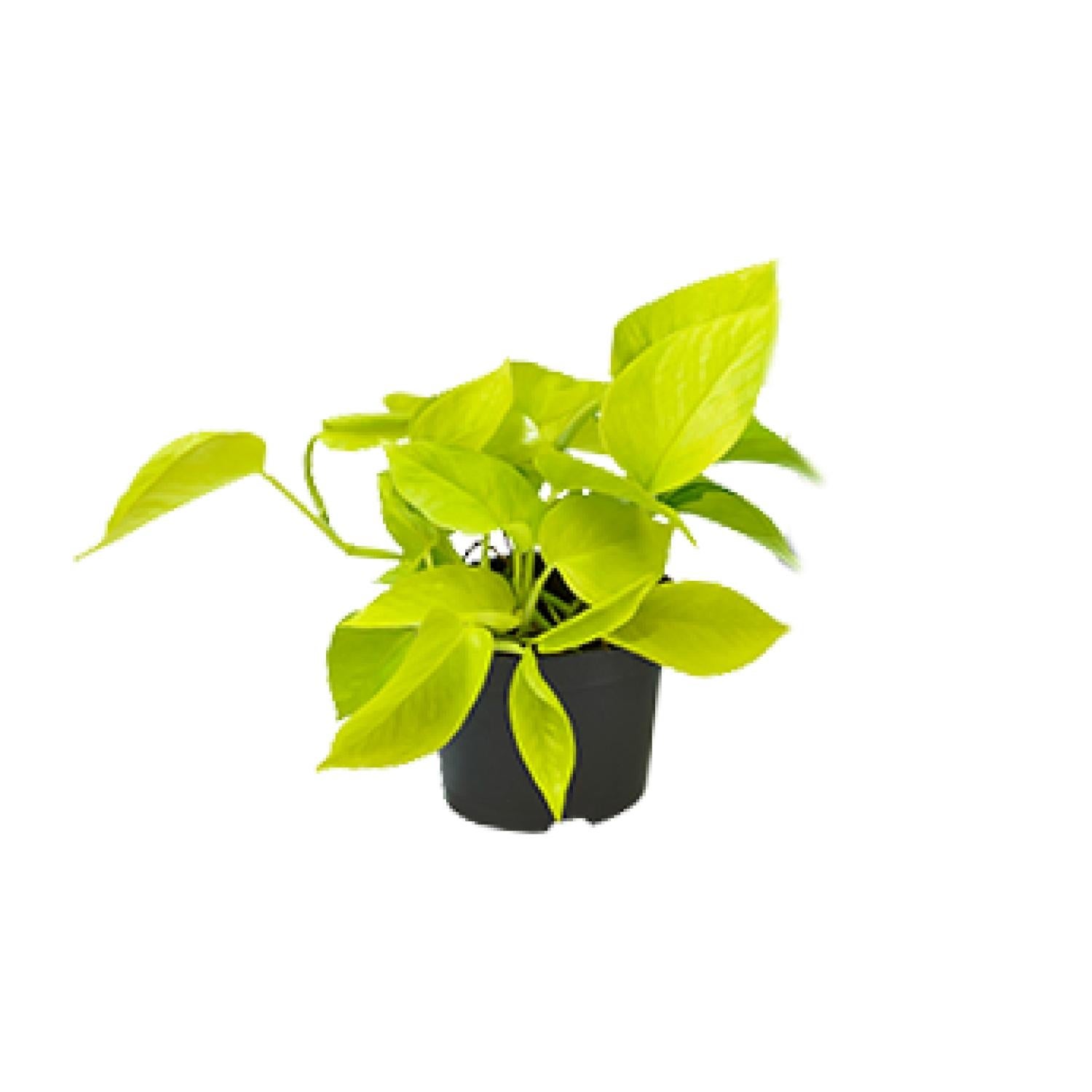Epipremnum Golden Pothos - Scindapsus - PROMO - Doniczka Ø12 cm - Wysokość 15 cm