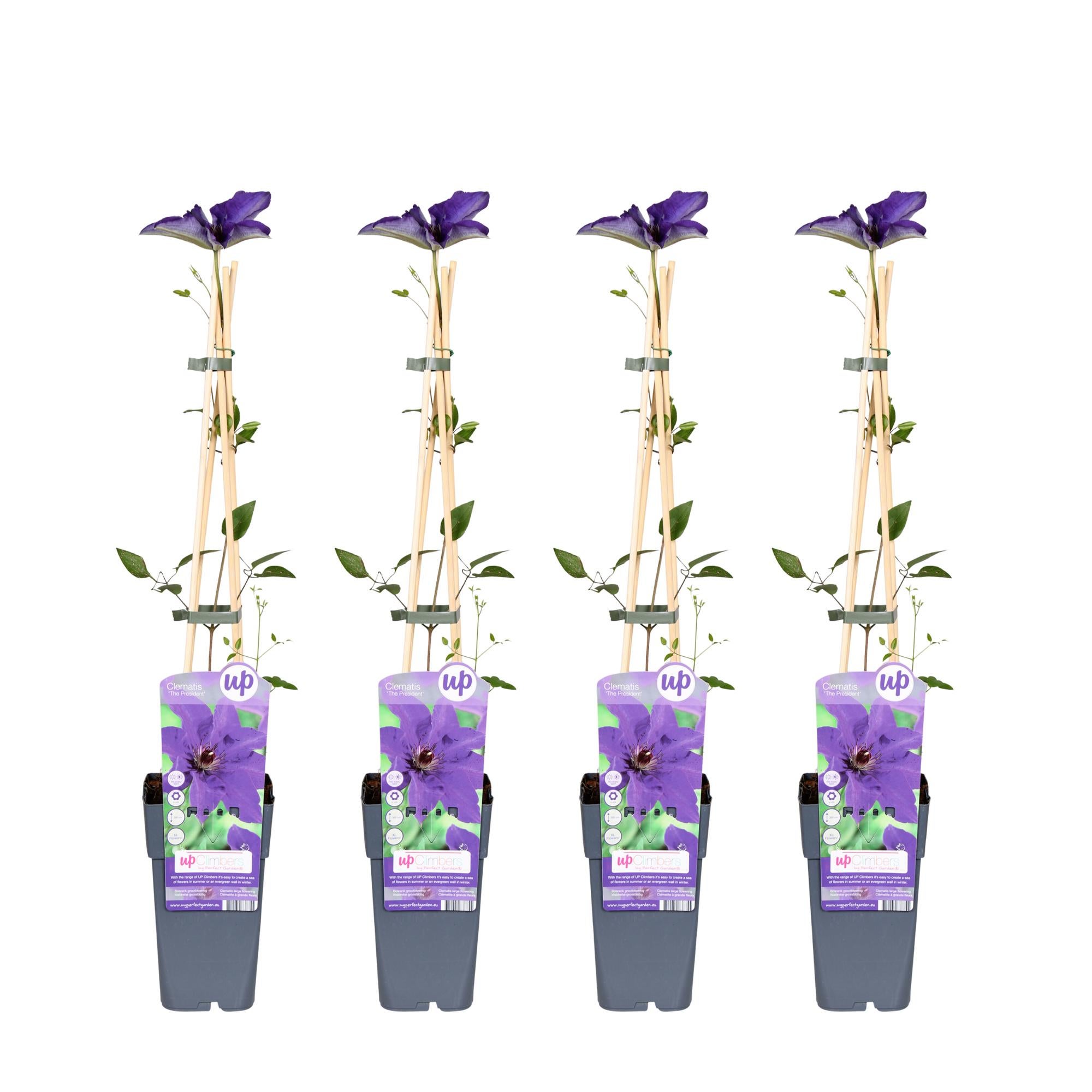 Clematis The President - Roślina pnąca fioletowa 65 cm w doniczce Ø15 cm - Gwiaździste kwiaty ozdobne