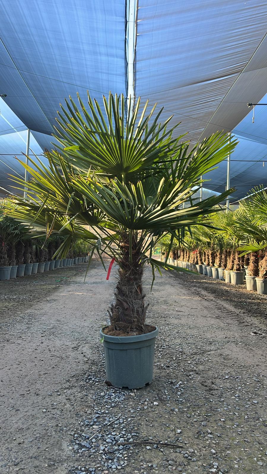 Sunny Tree - Palmier - Trachycarpus Fortunei - Palmier en éventail de Chine - Palmier à chanvre - 140-160 cm Pot compris - Hauteur du tronc 40-50 cm - 4