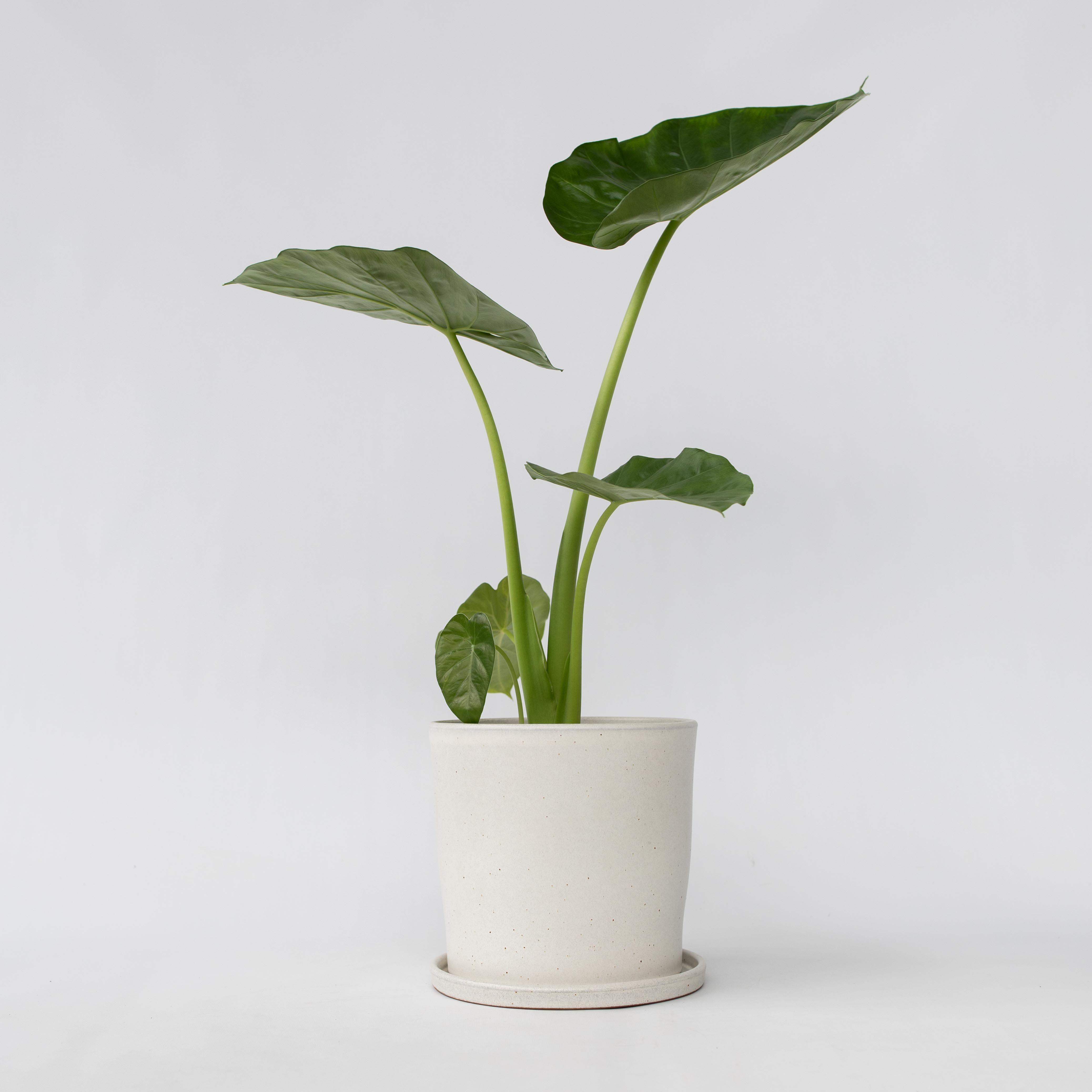 Plante à grandes feuilles - Alocasia 'Macrorrhizos' - Hauteur 60-70cm - ⌀17cm - 6