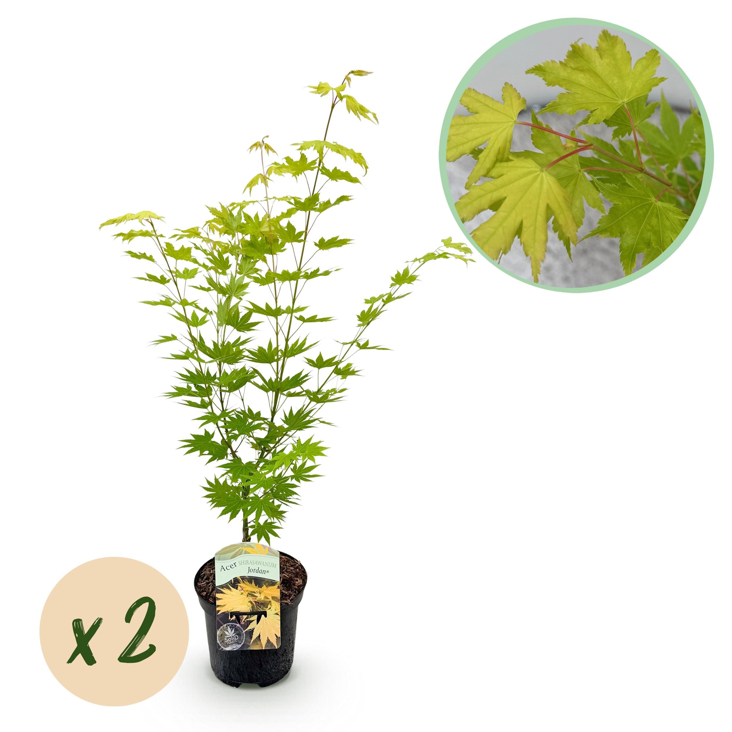 Green boutiQ Klon Japoński Acer palmatum Jordan – 2 rośliny – Doniczka 19 cm – Wysokość 70 cm