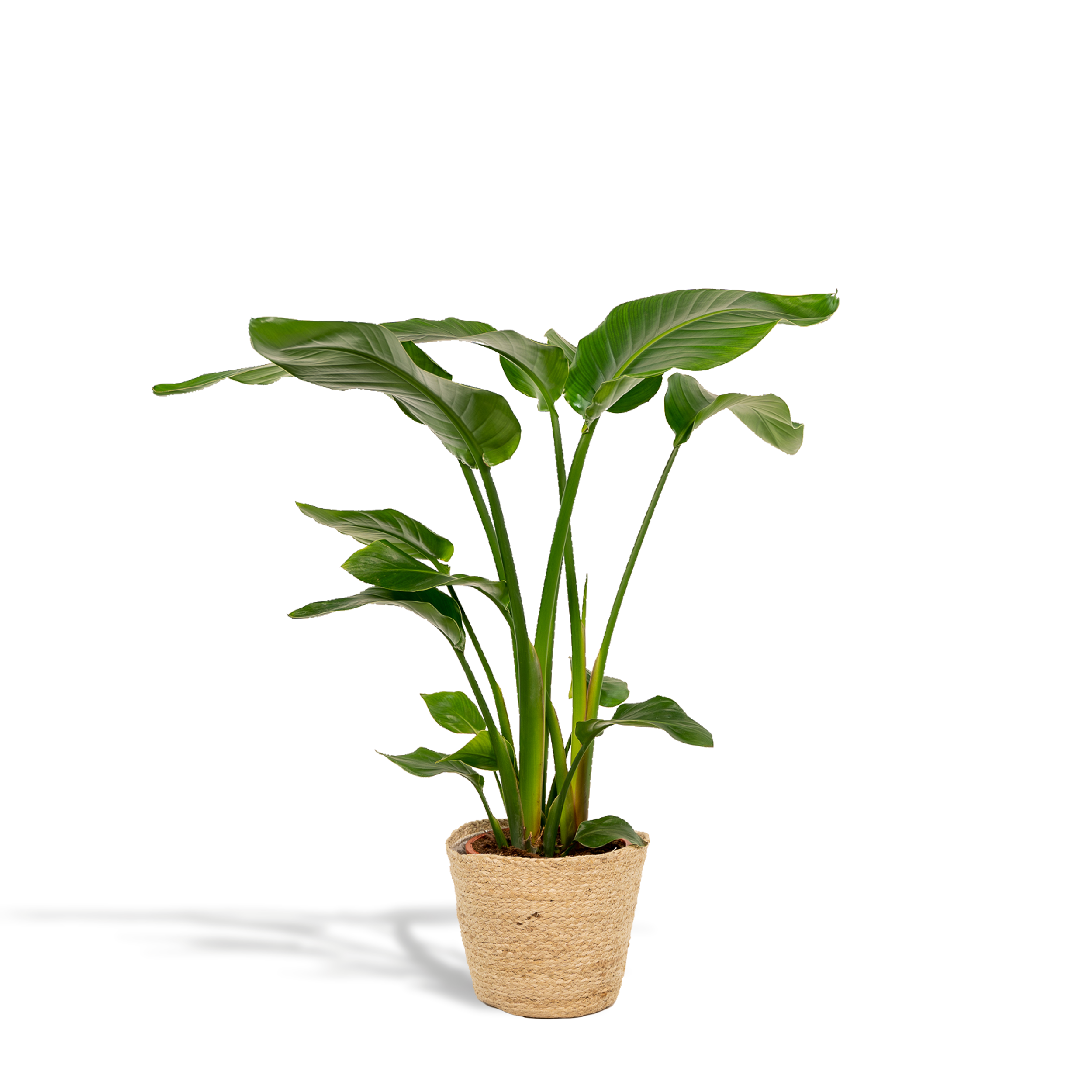 Strelitzia Nicolai z koszem Selin 19cm wysokość 90cm roślina doniczkowa Bird of Paradise