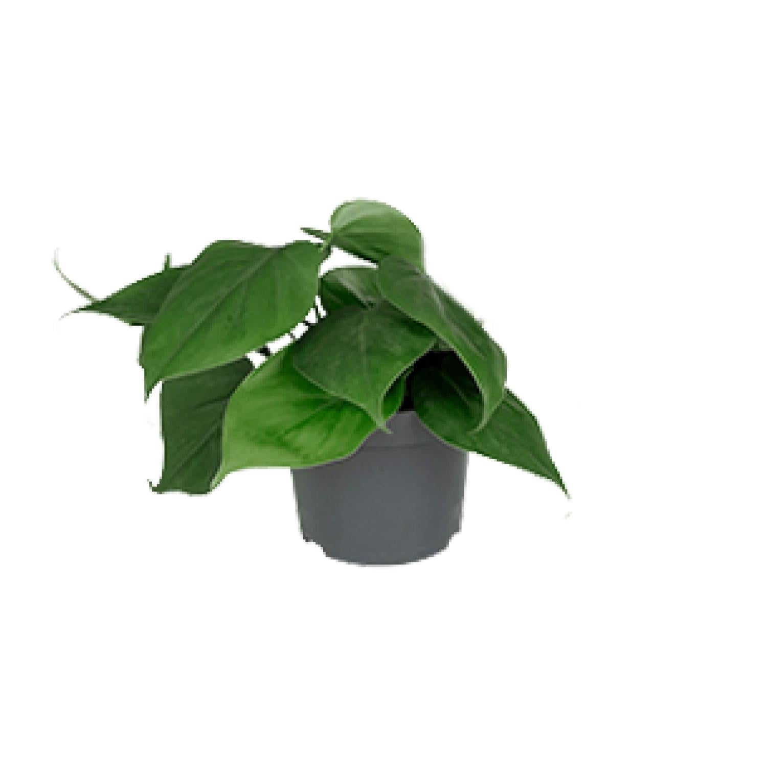Philodendron Scandens - Roślina doniczkowa łatwa w pielęgnacji - Doniczka 12 cm - Dekoracyjne liście