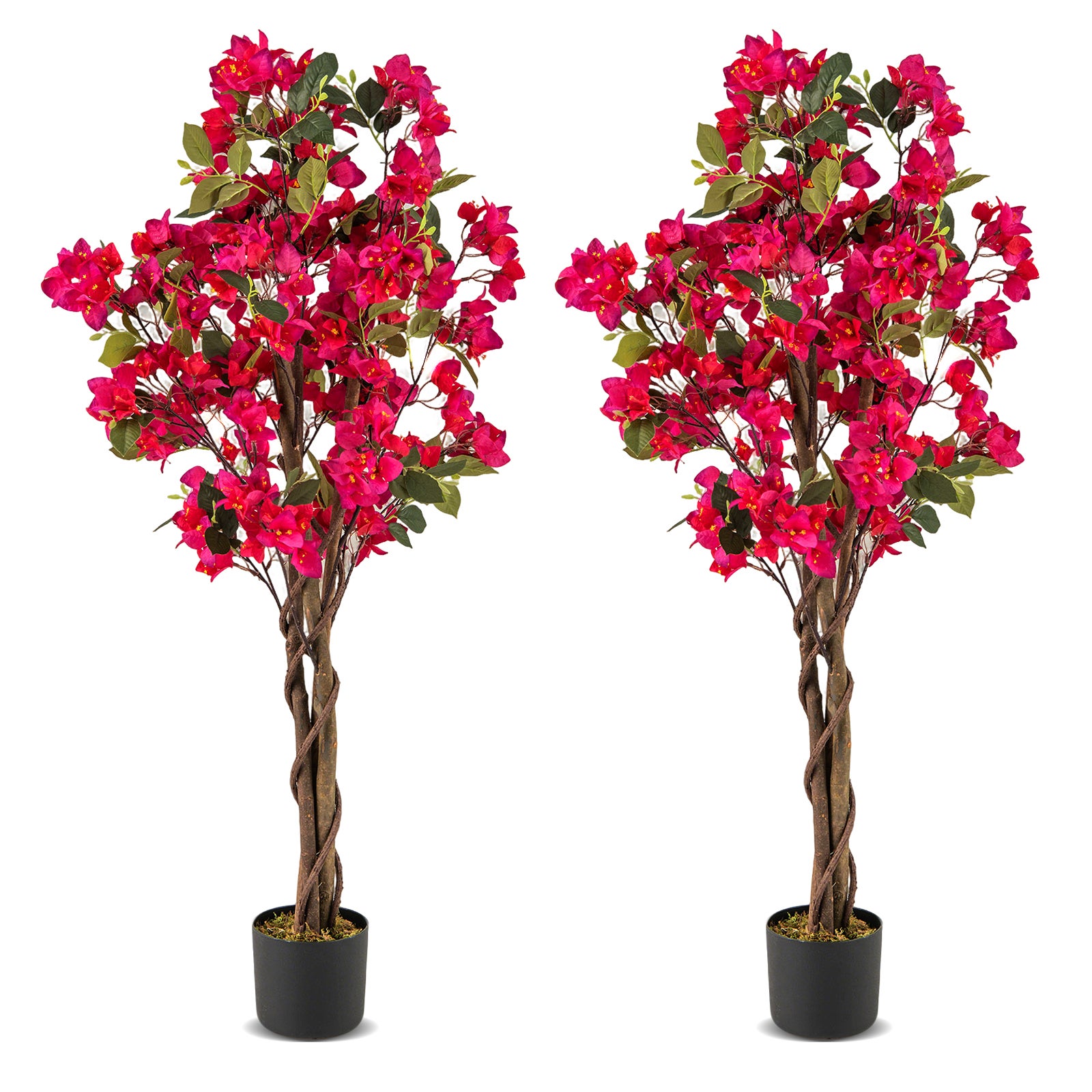 are rose plants perennial Kordana White Mini Rose | Two Live Plants