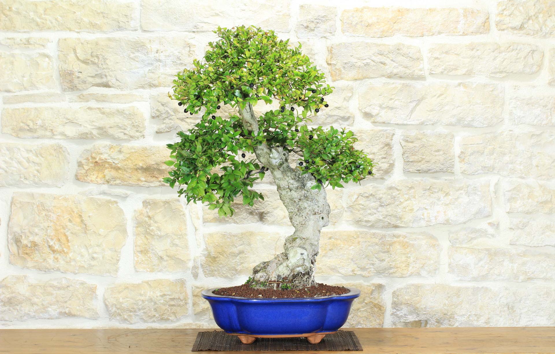 Bonsai di Mirto Pumila (35) | Leroy Merlin