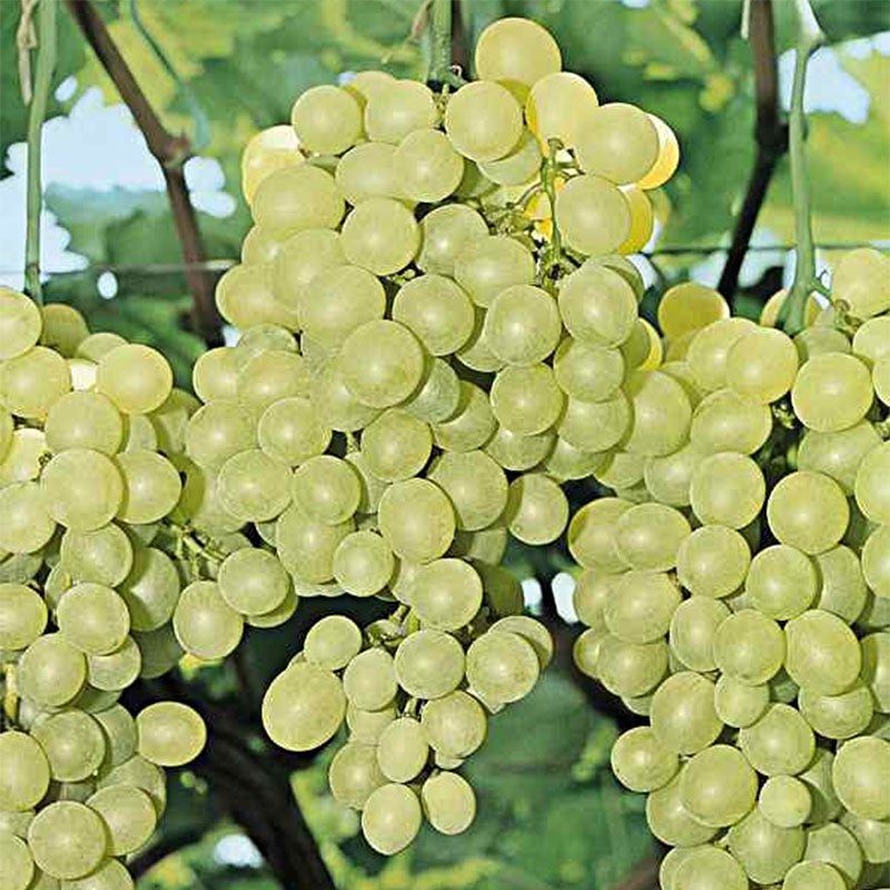 Vigne 'Perlette' Pot de 2L/3L | Leroy Merlin