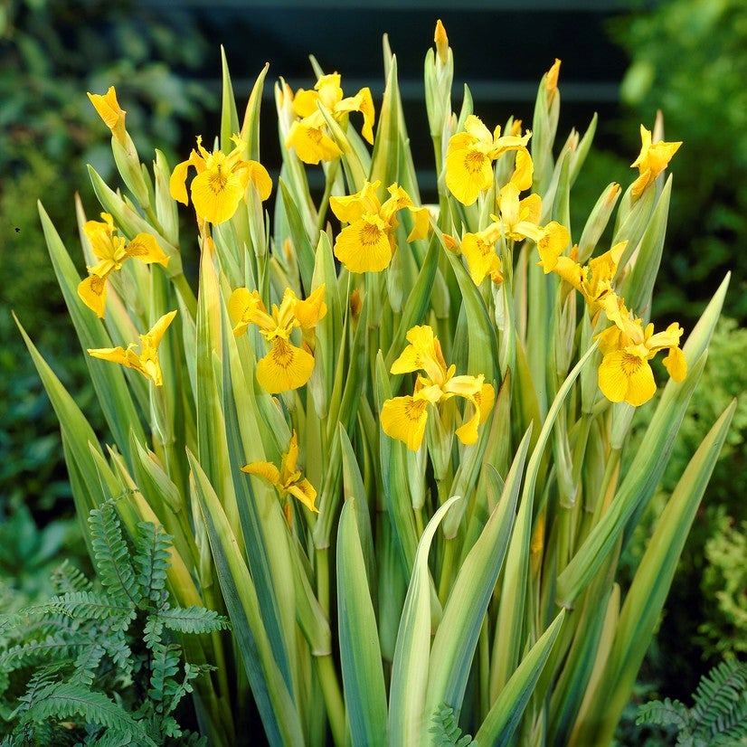 Iris Pseudacorus - Iris jaune - Plantes de bassin - Plantes aquatiques - H. 20-30 cm - P. 9 cm - 2