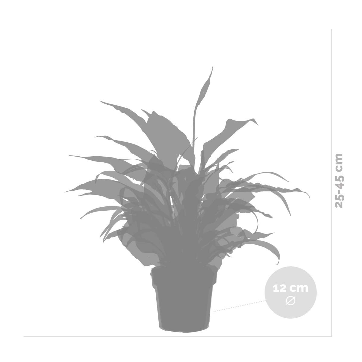 Lot de 3 - Mélange pour la salle de bain - Spathiphyllum, Asplenium, Chlorophytum - Dépolluantes - 5