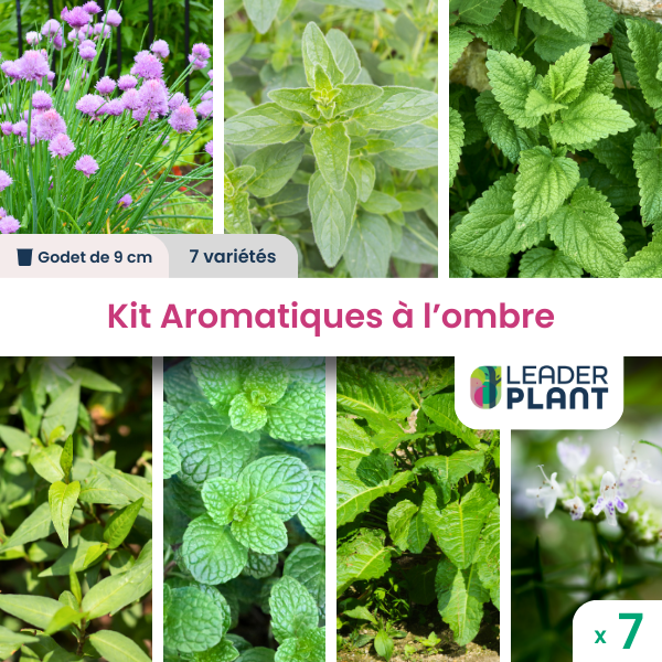 Kit d'Aromatiques à l'Ombre 7 variétés en godet Leroy Merlin — free download