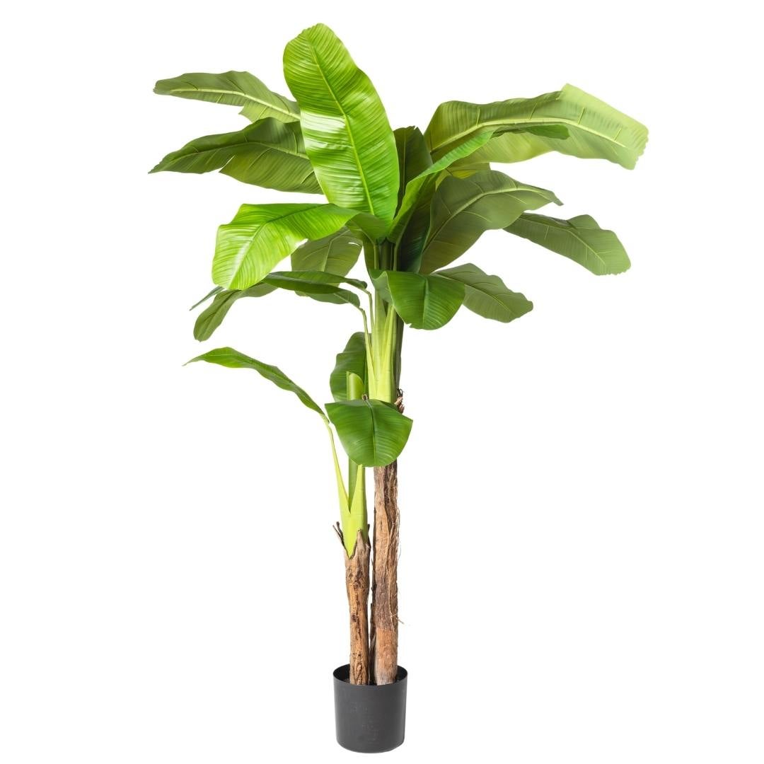 Kactus Republic  Planta Artificial Tropical Platanera Banana Gigante 210Cm. Gran Realismo Doble Tronco Con Maceta Para Decoración Interior Salón Hogar Y Oficina , Leroy Merlin