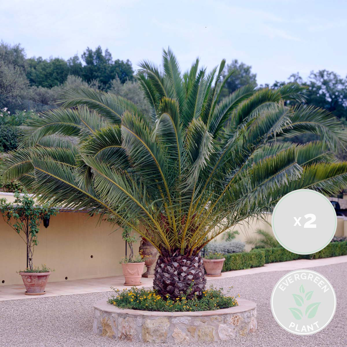 Lot de 2 - Phoenix Canariensis - Palmier des Canaries - Palmier rustique - H. 80-100 cm - P. 19 cm - 2