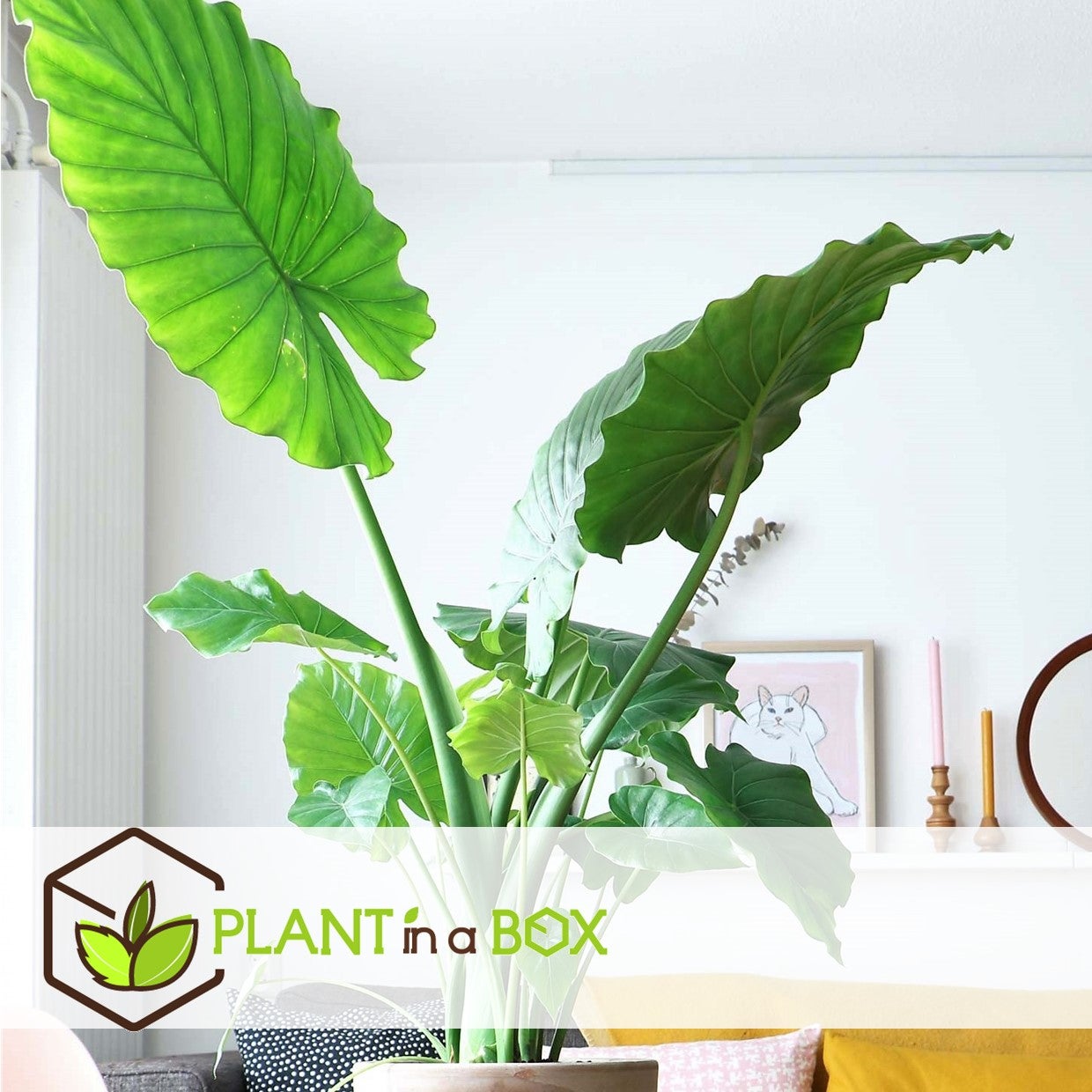 Plante à grandes feuilles - Alocasia 'Macrorrhizos' - Hauteur 60-70cm - ⌀17cm - 5