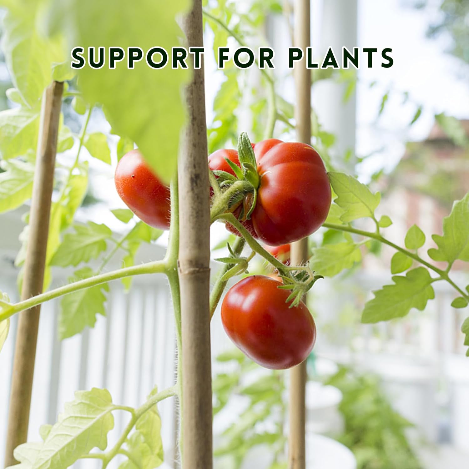Pali di supporto per piante, bastoncini di bambù per pomodori, fagioli, fiori, piante in vaso, piante rampicanti per interni ed esterni 40 pezzi - 3