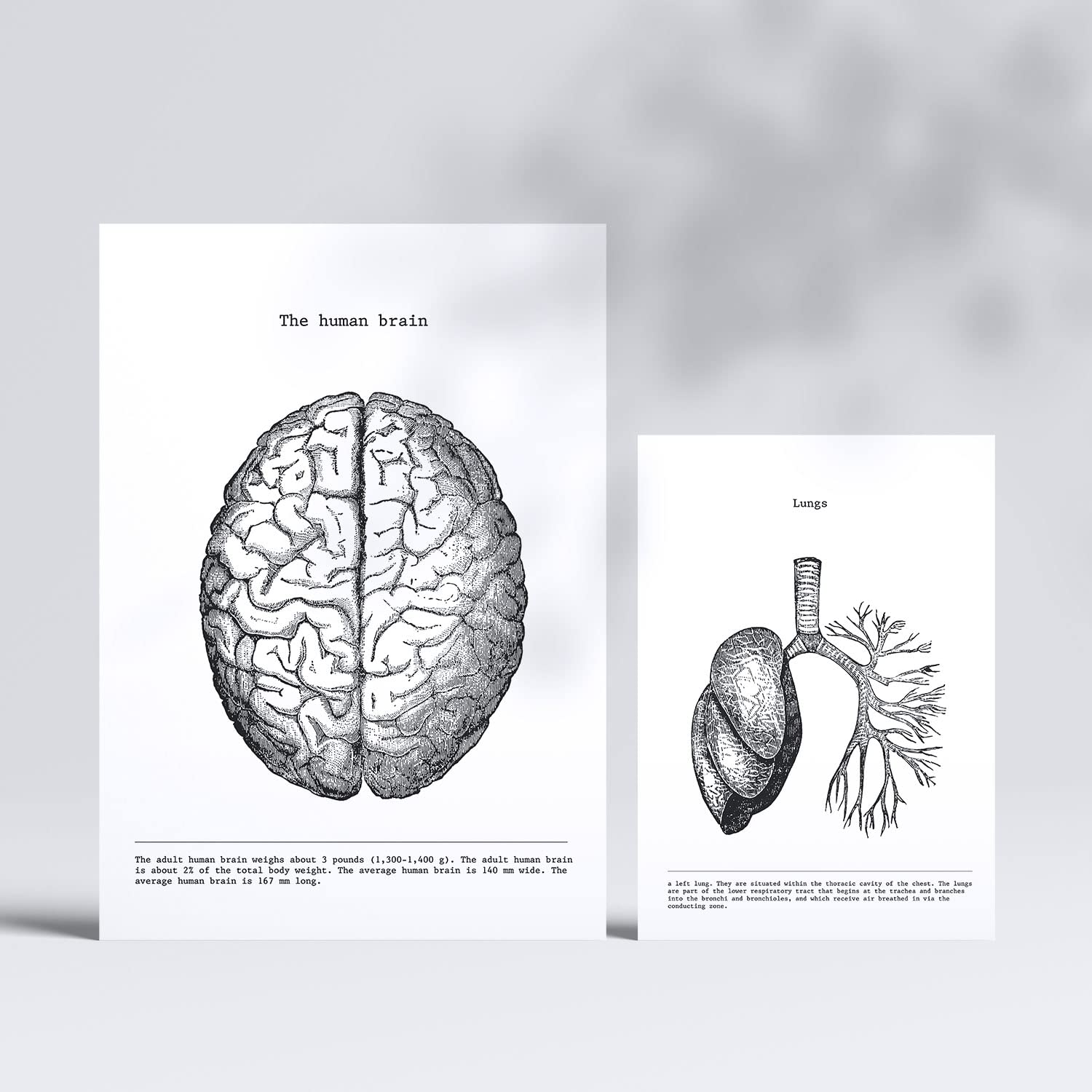 Set de 6 posters ã“rganos. coleccion de láminas con estetica collage para la tamanos a3 y a4. . marco madera clara