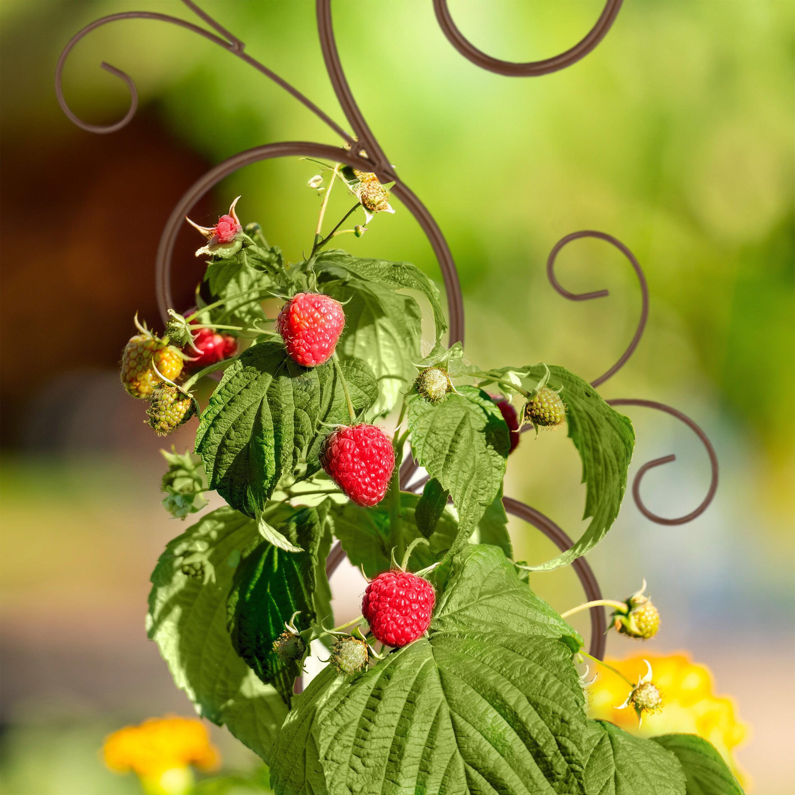 Tuteur à plantes, lot de 2, treillis en métal, support non fixe, H x L : 160 x 30 cm, pour le jardin, marron, Relaxdays - 3