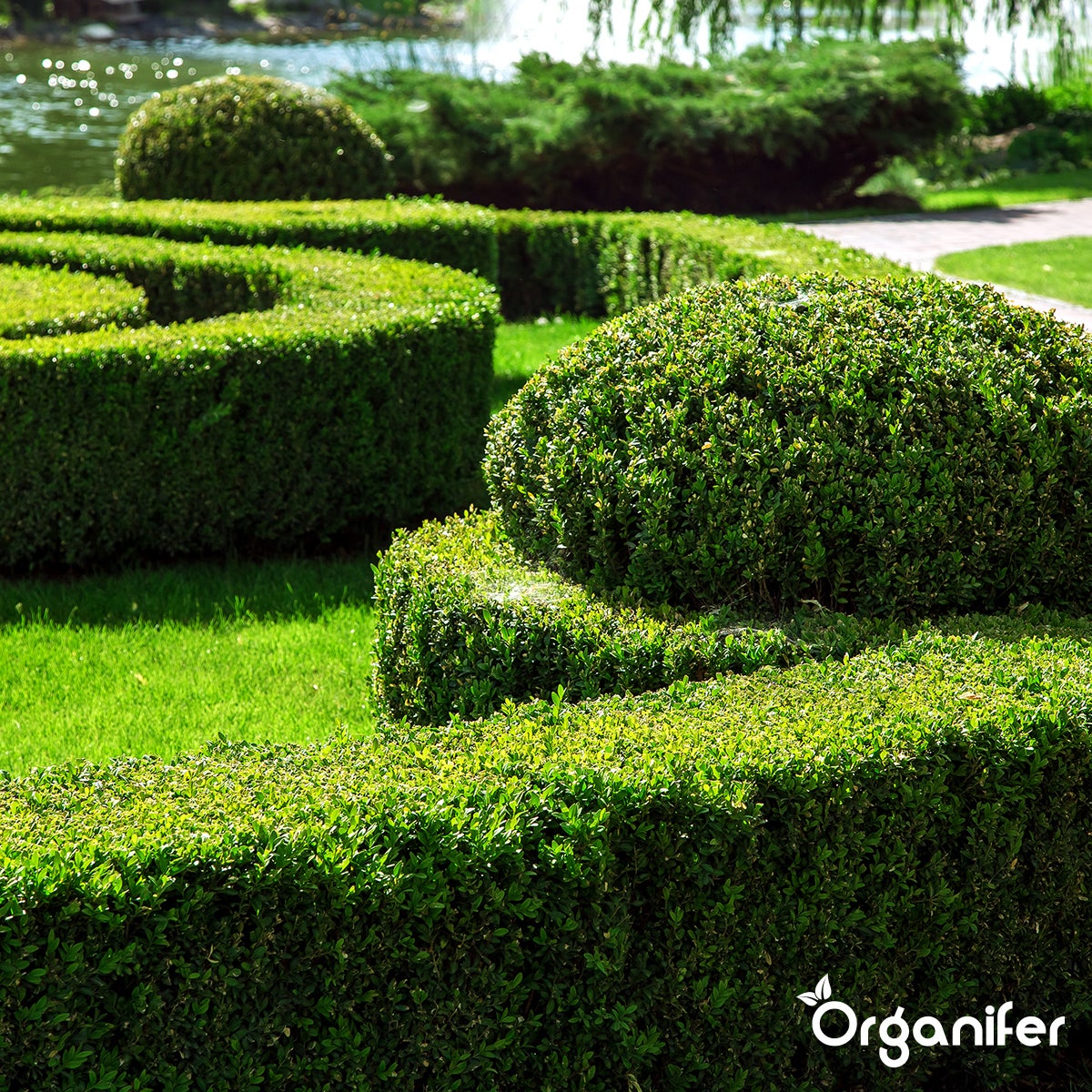 Poudre De Chaux Algale - Lithothamnium Calcareum Pur - 1000 Kg Pour 5 Ha - Organifer - 4
