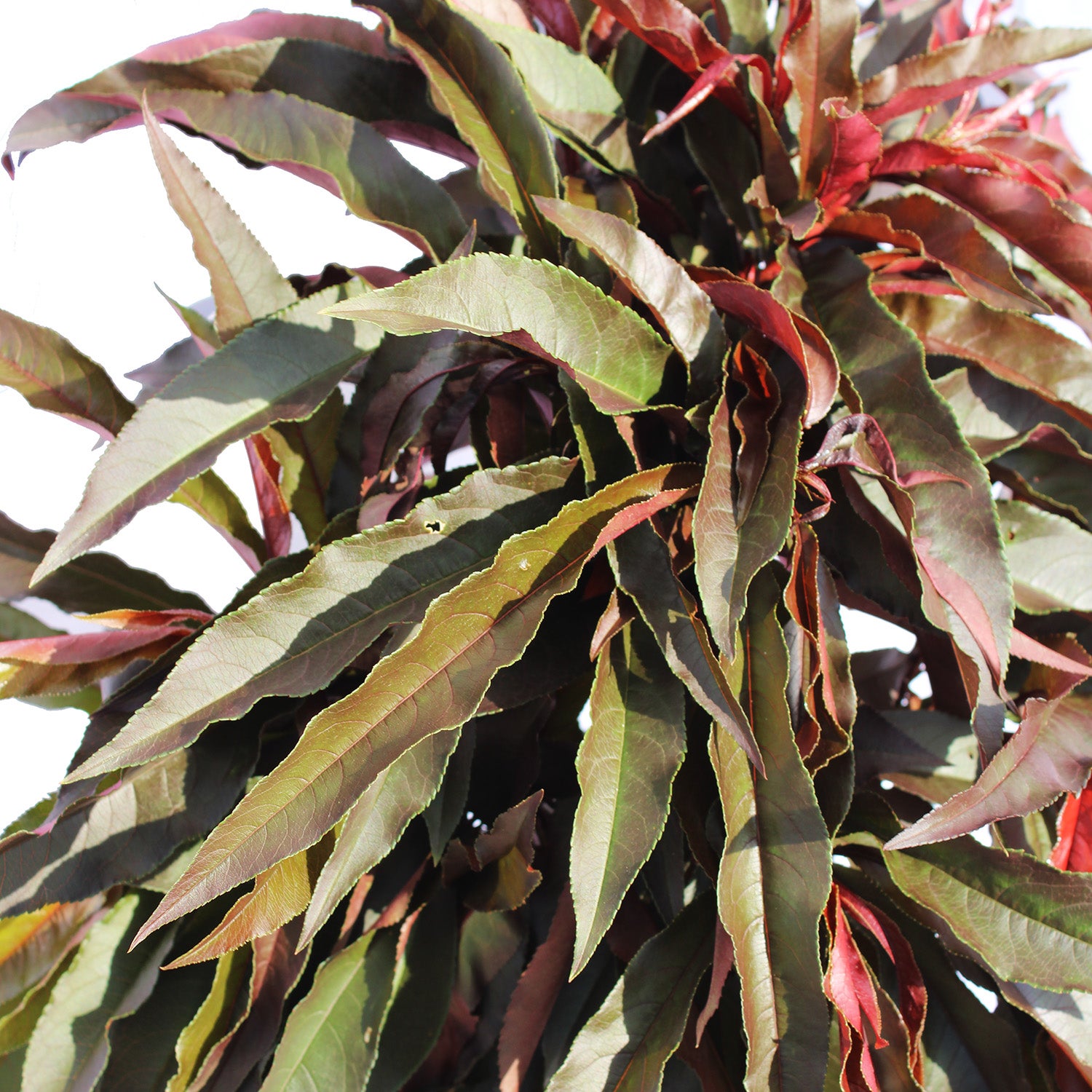 KENTIS - Prunus Persica - Véritable Plante de Jardin - Plante Fruitière d'Extérieur - Pot de Culture Ø 24 cm - 3