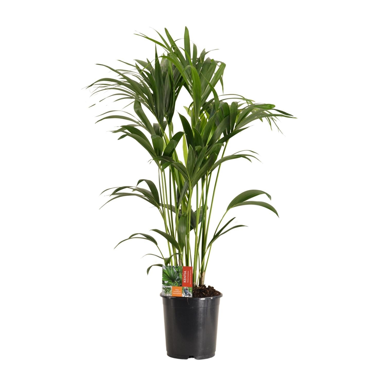Howea Forsteriana Palma Kentia - Ø24cm - Wysokość 120cm