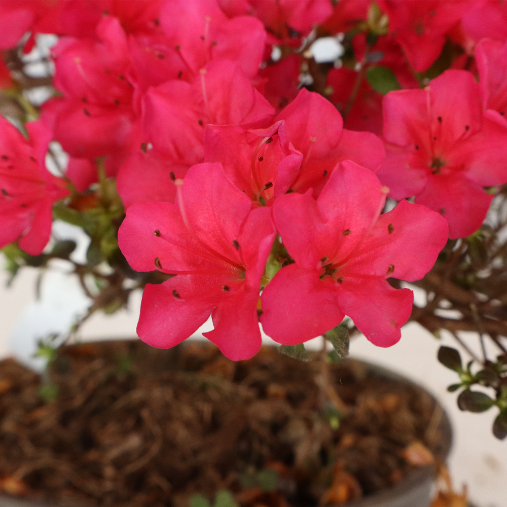 KENTIS - Azalée Satsuki Bonsaï - Rhododendron Indicum - Bonsaï Japonais Original - Plantes d'Extérieur Réelles - H 25-30 cm Pot Ø 15 cm - 3