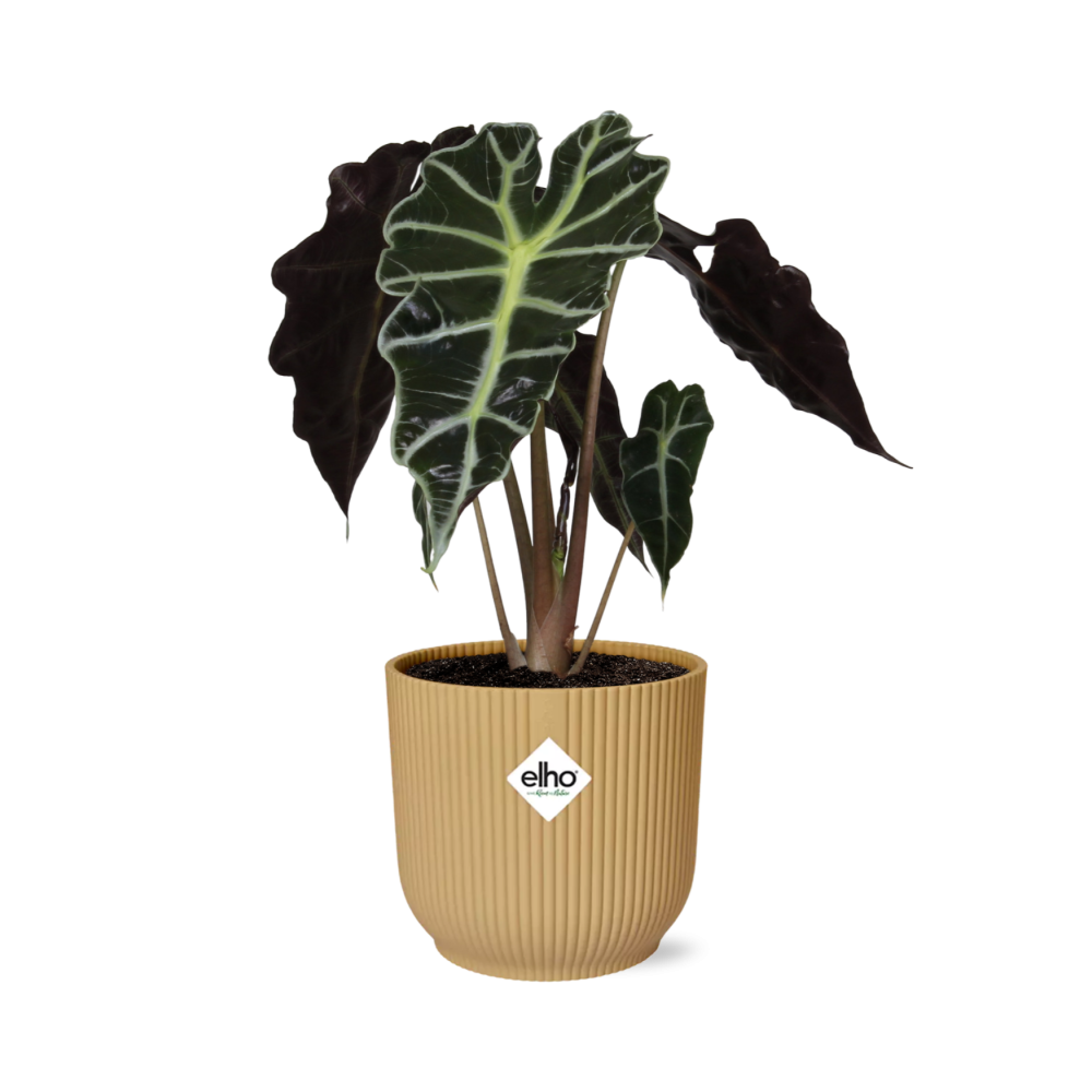 Alocasia ‘Polly’ - Roślina do wnętrz Słoniowe ucho w ozdobnej doniczce ELHO Vibes Fold 14cm żółtej
