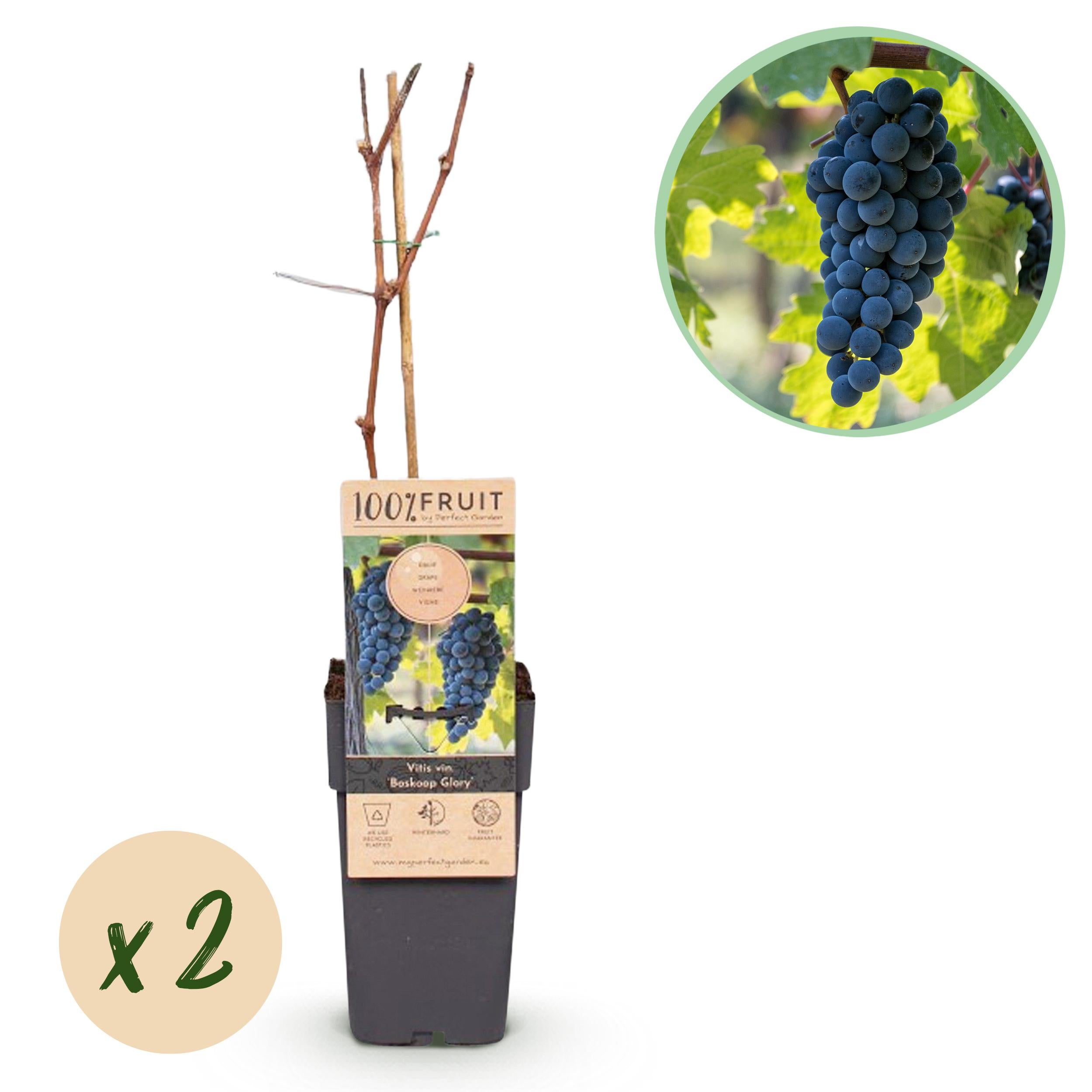 Vitis vinifera Boskoop Glory – Winogrona niebieskie – 2 rośliny – Doniczka 15 cm – Wysokość 50 cm