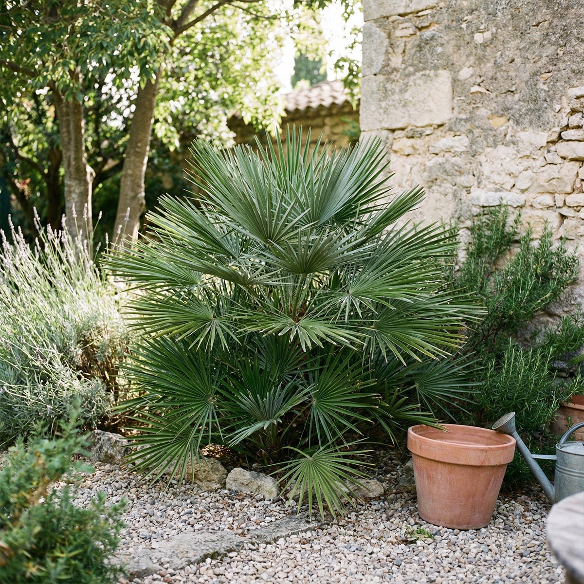 Chamaerops Humilis Vulcano - Palmier nain - Plante de Jardin - Rustique - P. 24&nbsp;cm - 3