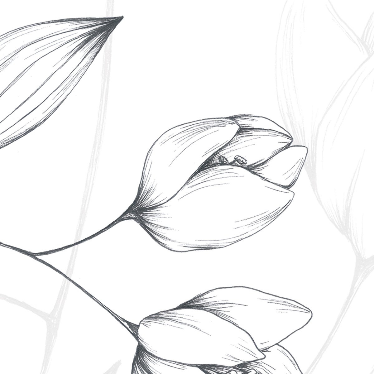 Carta da parati panoramica fiori rampicanti Bianco e nero 525x250cm - 3