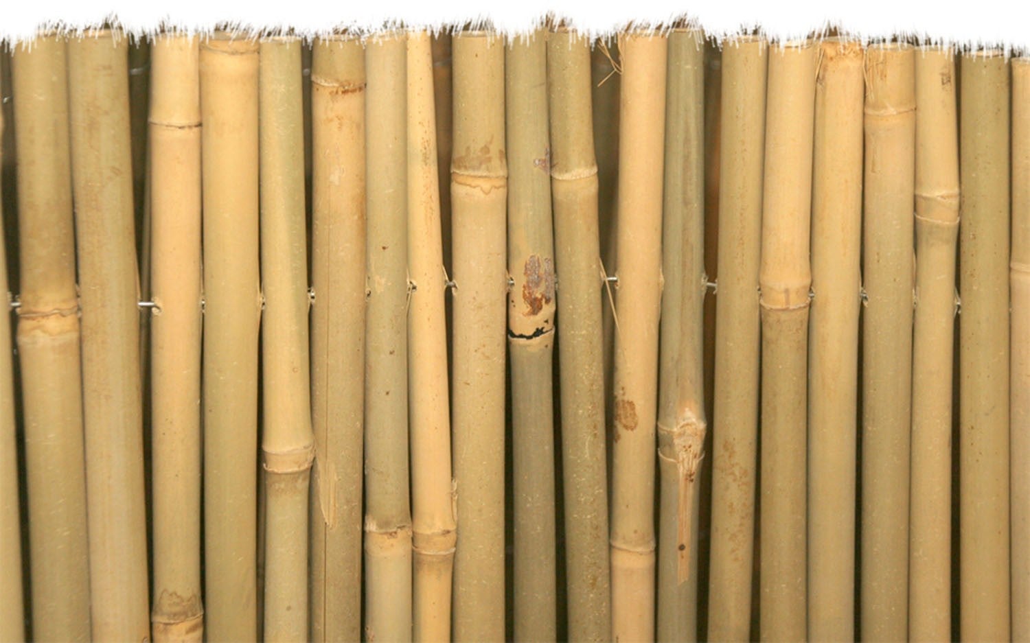 Arella in cannette frangivista di bamboo pulita Master 15mm Garden Deluxe Collection - 150 cm - 4