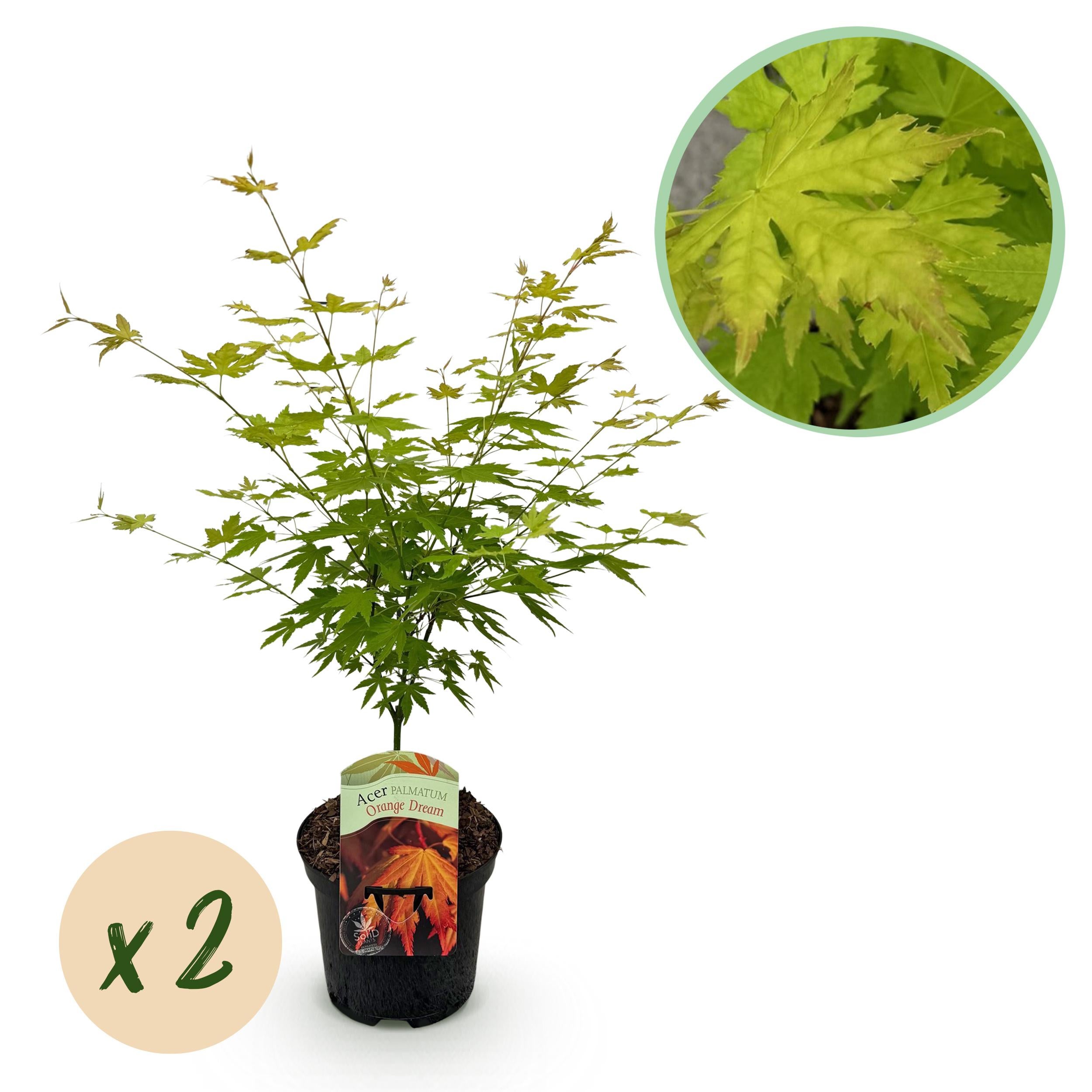 Green boutiQ Klon Japoński Acer palmatum Orange Dream – 2 rośliny – Doniczka 19 cm – Wysokość 70 cm