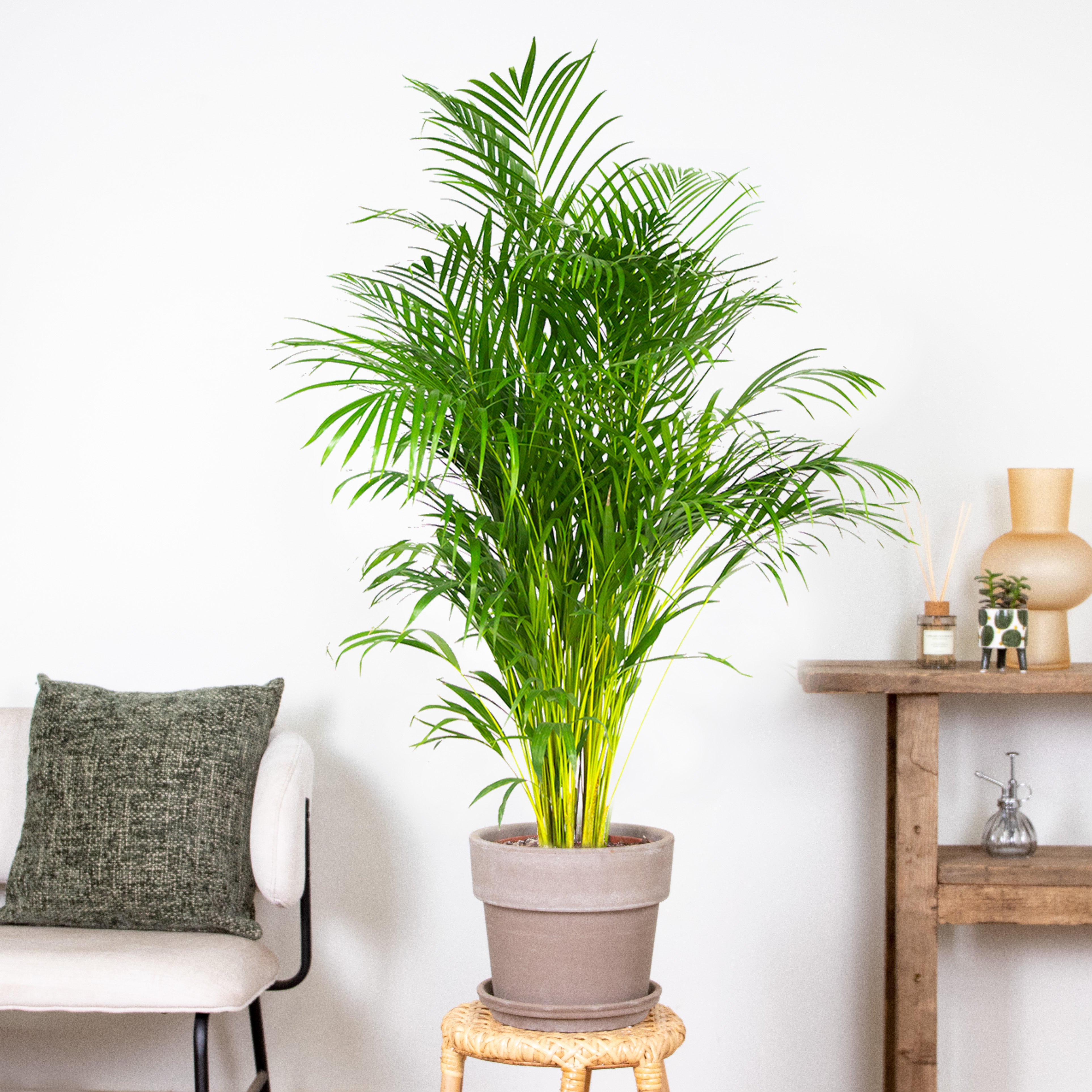 Dypsis Lutescens - Palmier Areca - Plantes d’intérieur - Dépolluante - H. 130-150 cm - P. 24 cm - 4