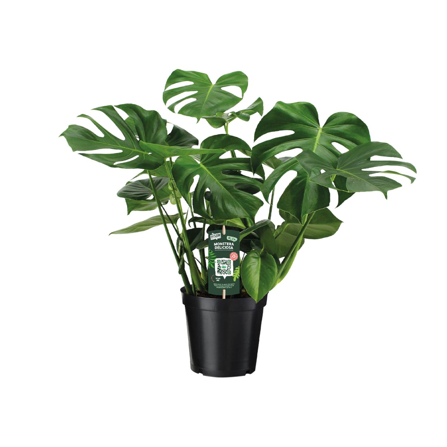 Monstera Deliciosa „Liście z dziurami” – wysokość 21-65 cm, roślina pokojowa w doniczce uprawnej