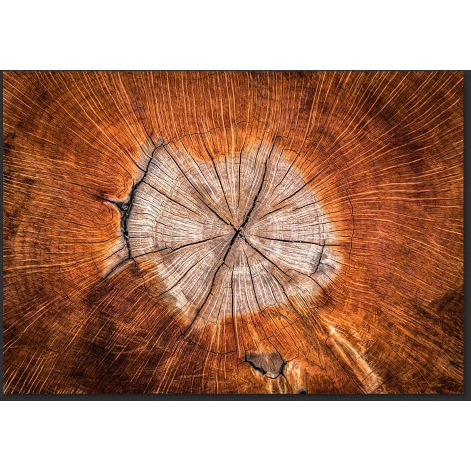 Papier peint l'âme d'un arbre - 300 x 210 cm - 2