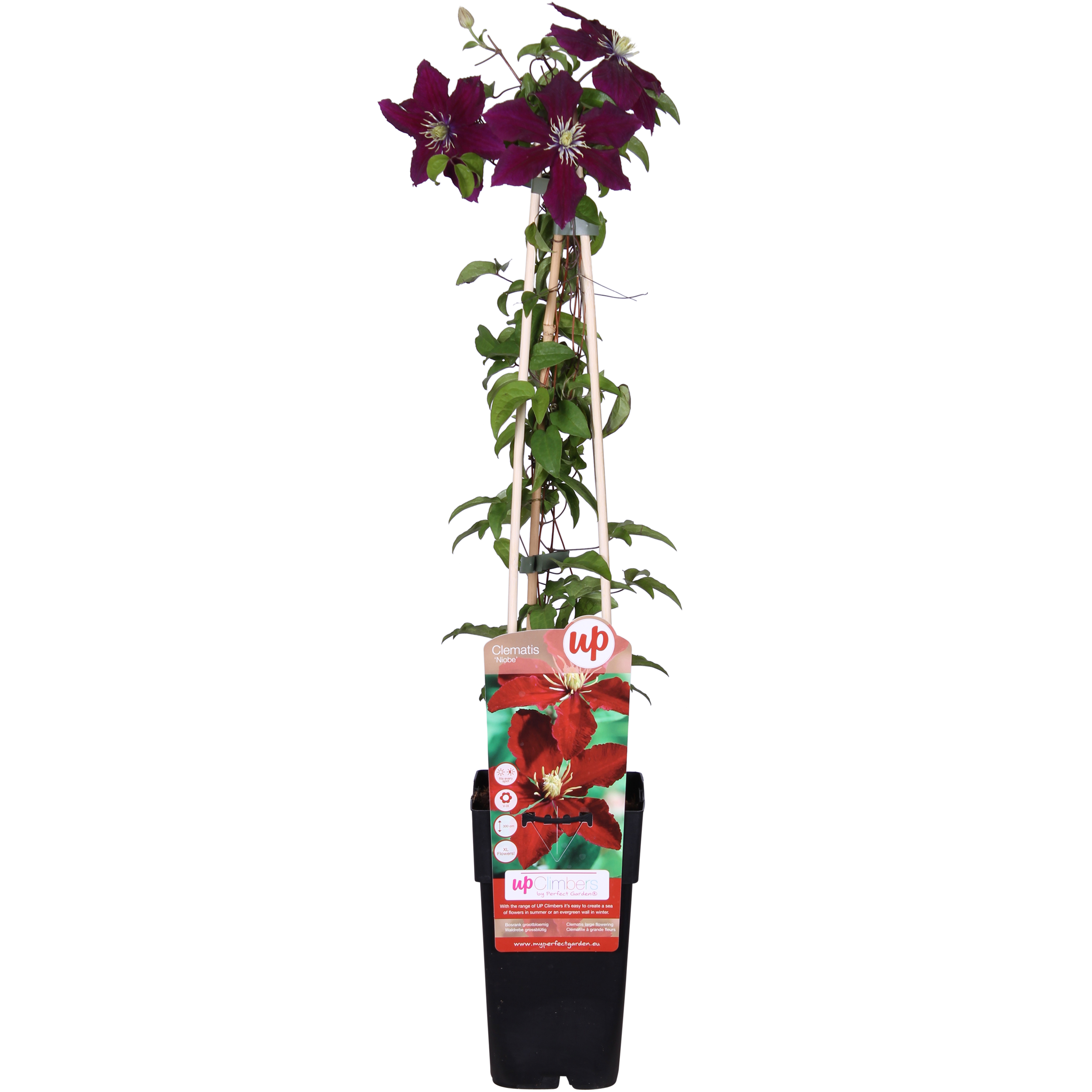 Powojnik Niobe - Pnącze o Dużych Czerwonych Kwiatach - Doniczka Ø15cm - Wys. 65cm