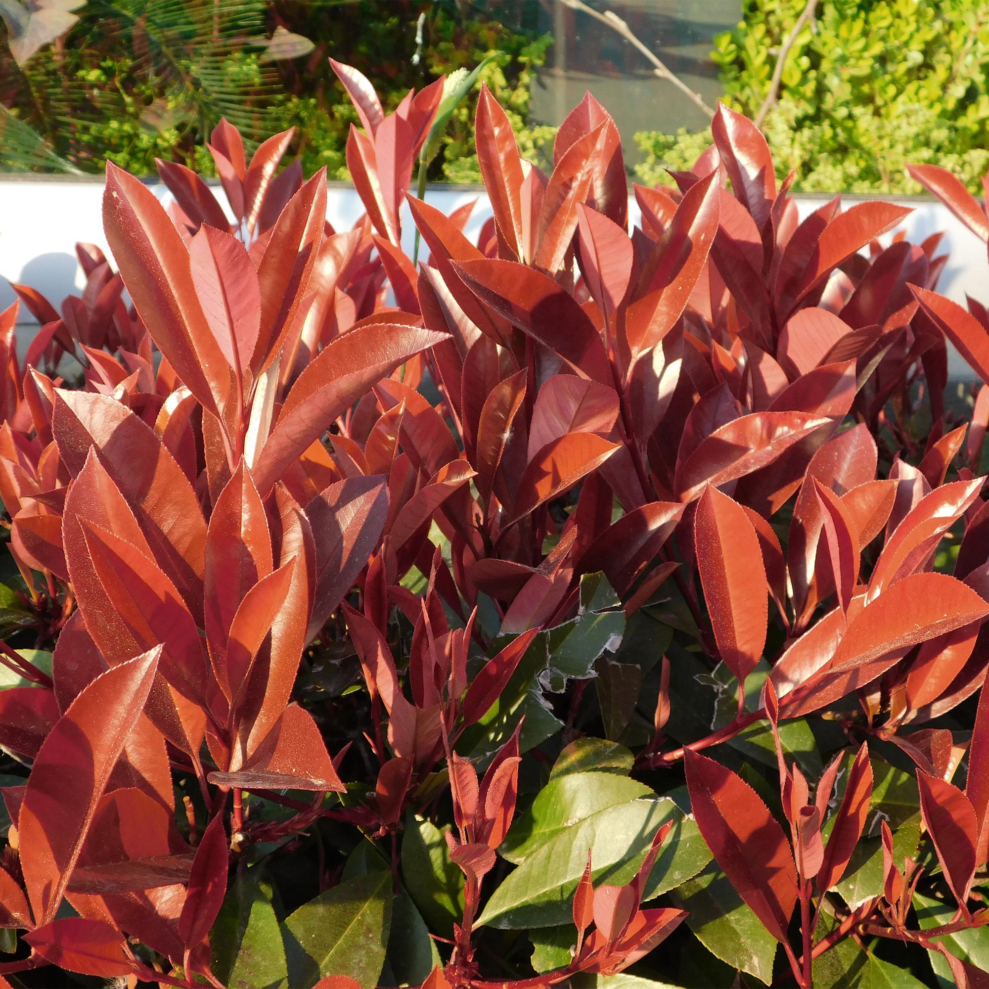 Pianta a stelo Photinia fraseri Little Red Robin fogliame verde-rosso persistente vaso 19cm altezza 90cm– ComfortXL Green - 4