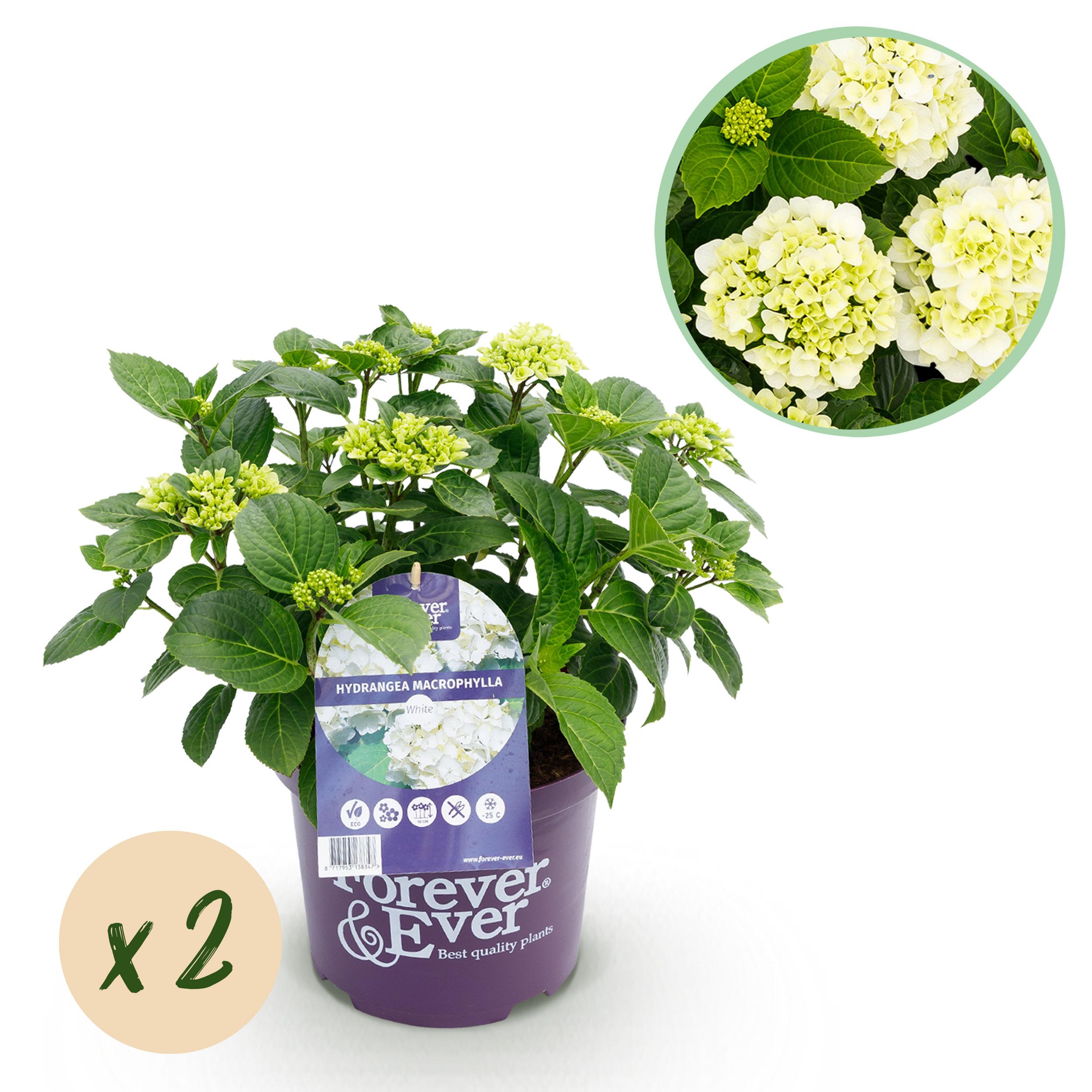 Green boutiQ Hortensja Hydrangea Forever &amp; Ever White – 2 rośliny – Doniczka 23 cm – 55 cm
