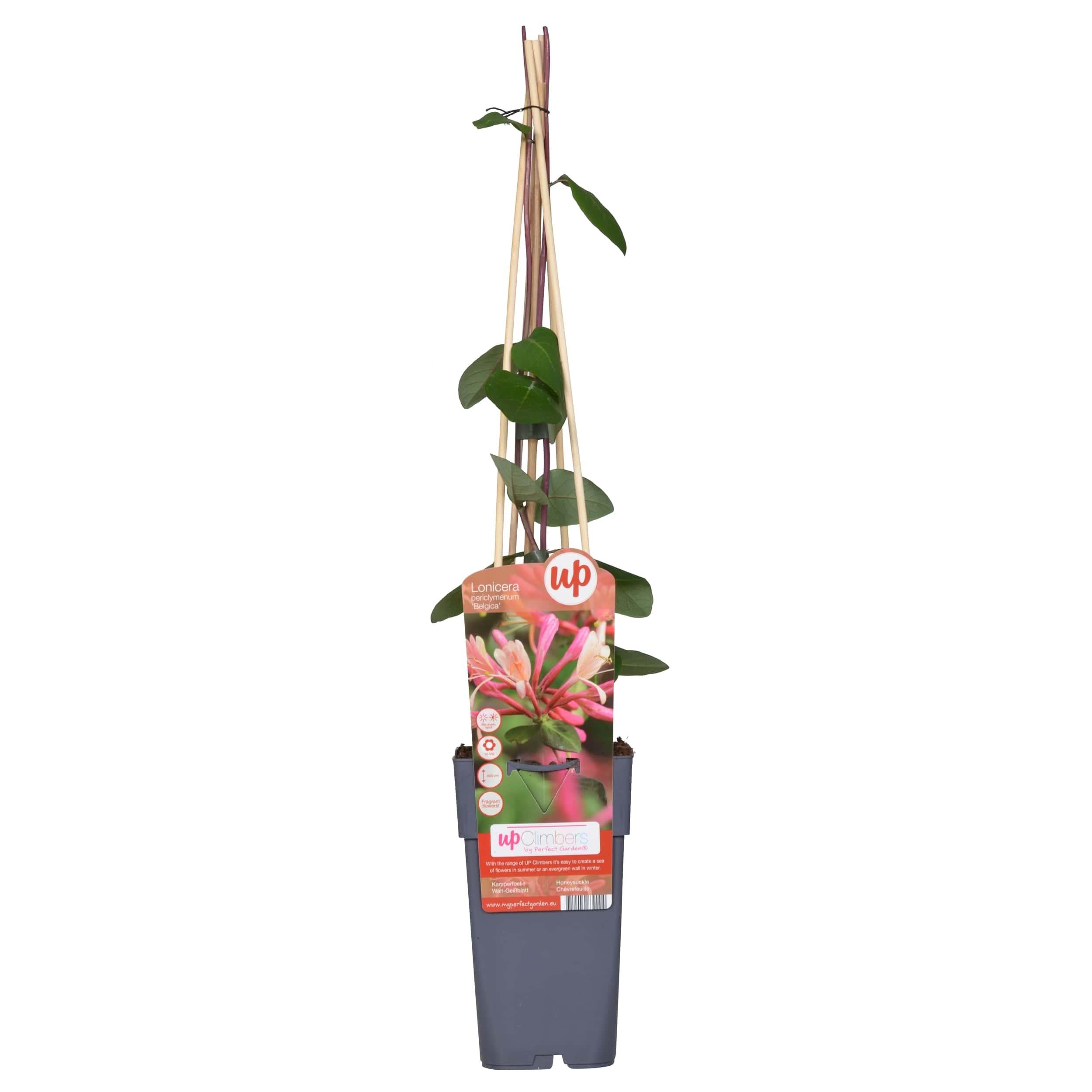 Lonicera periclymenum Belgica - Powojnik pachnący czerwono-biały - 15cm - 65cm