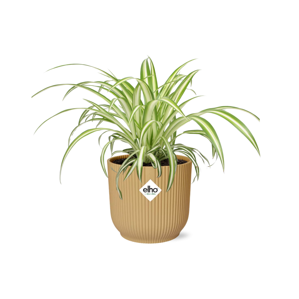 Chlorophytum Comosum Variegatum - Roślina Pająk w doniczce ELHO Vibes Fold 14cm żółtej