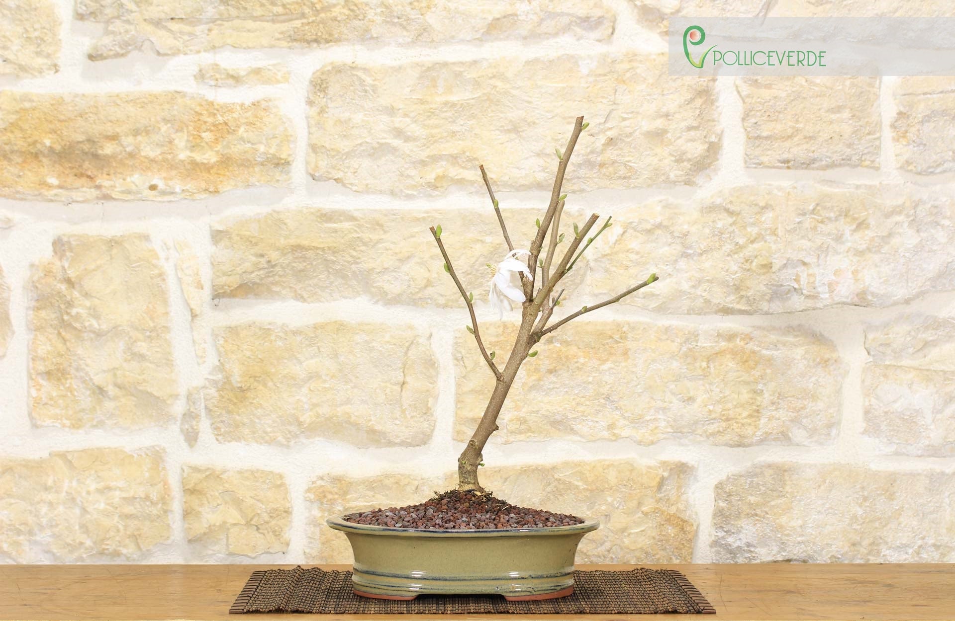 cut paste bonsai Bonsai Tree Cut Pastes, 3 types  Stone Lantern