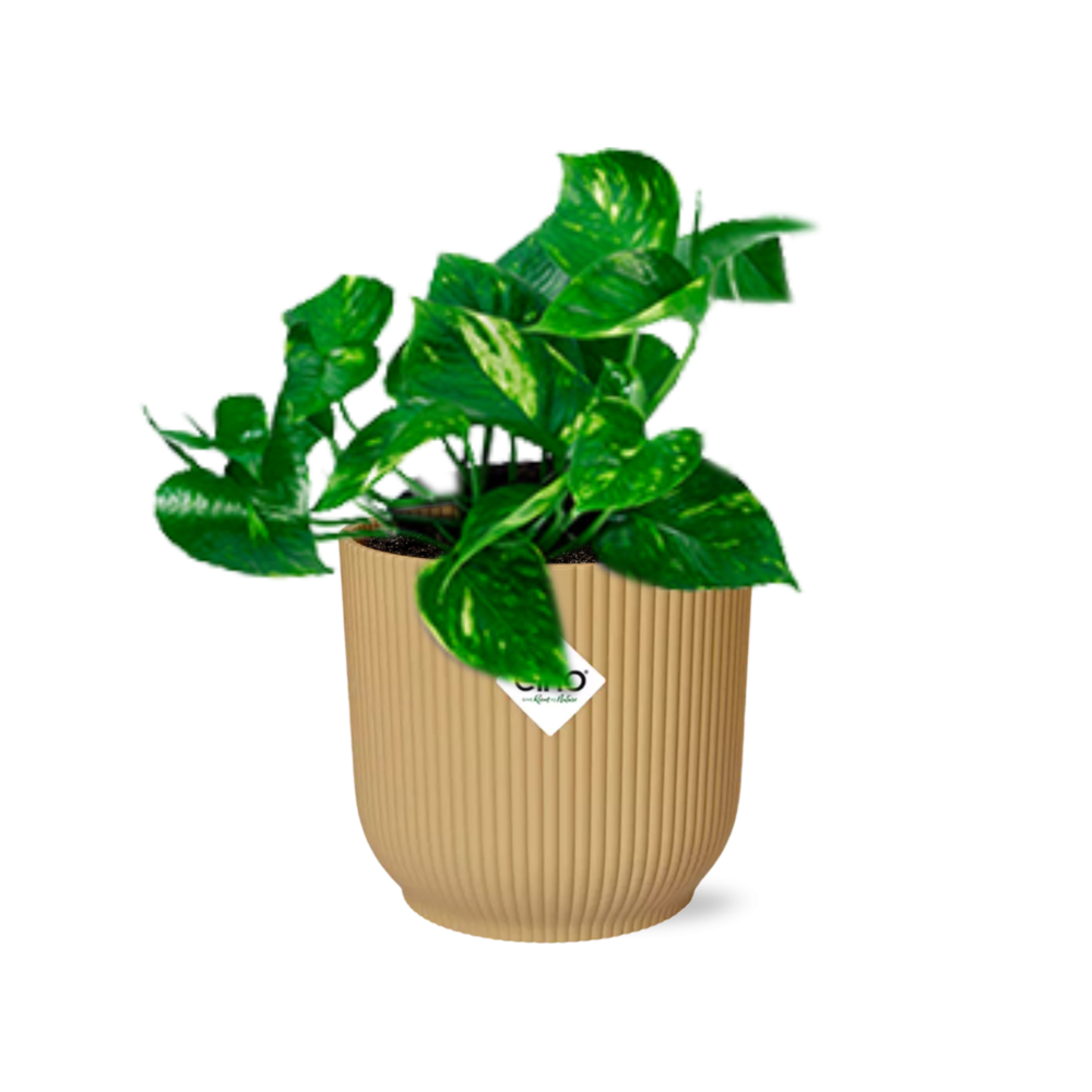 Epipremnum Pinnatum ‘Aureum’ Złoty Pothos – Roślina doniczkowa oczyszczająca powietrze w ozdobnej doniczce ELHO Vibes Fold 14cm żółtej