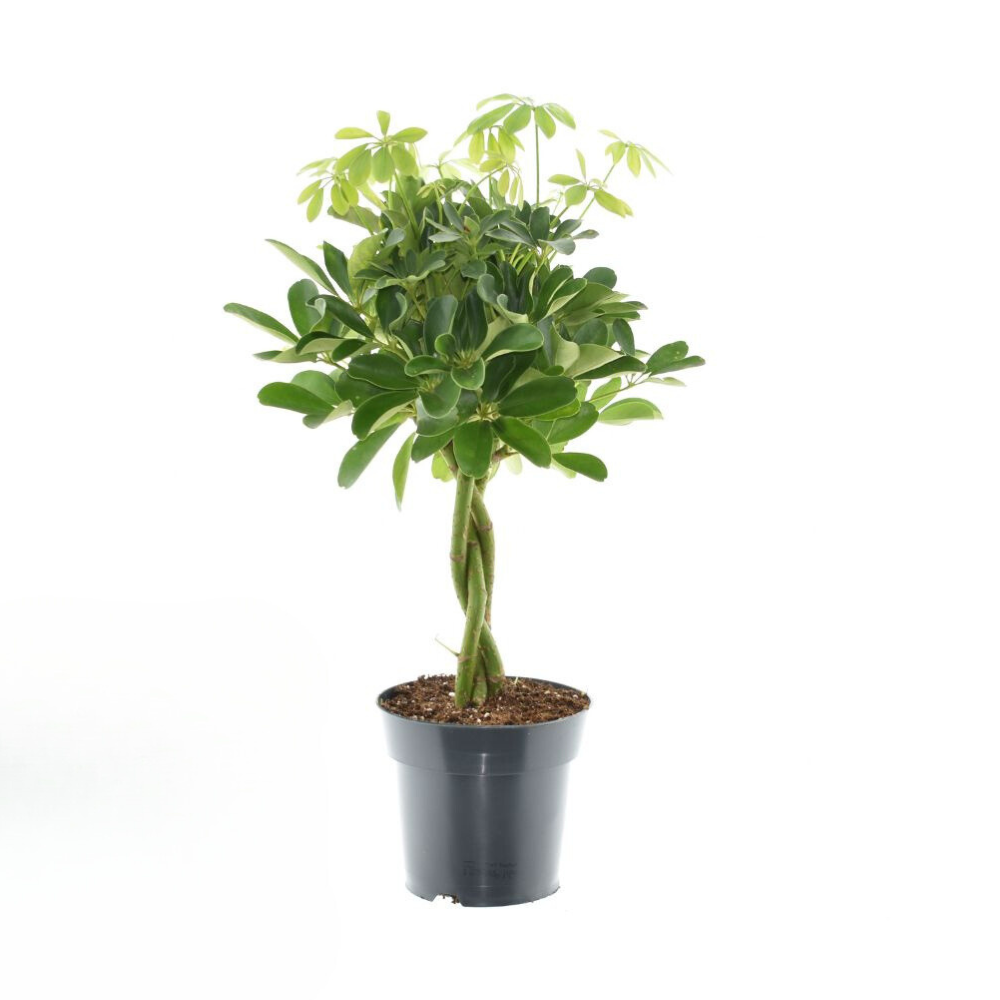 Schefflera Compacta Nora - Kompaktowa roślina doniczkowa - Doniczka Ø17cm - Wysokość 60cm