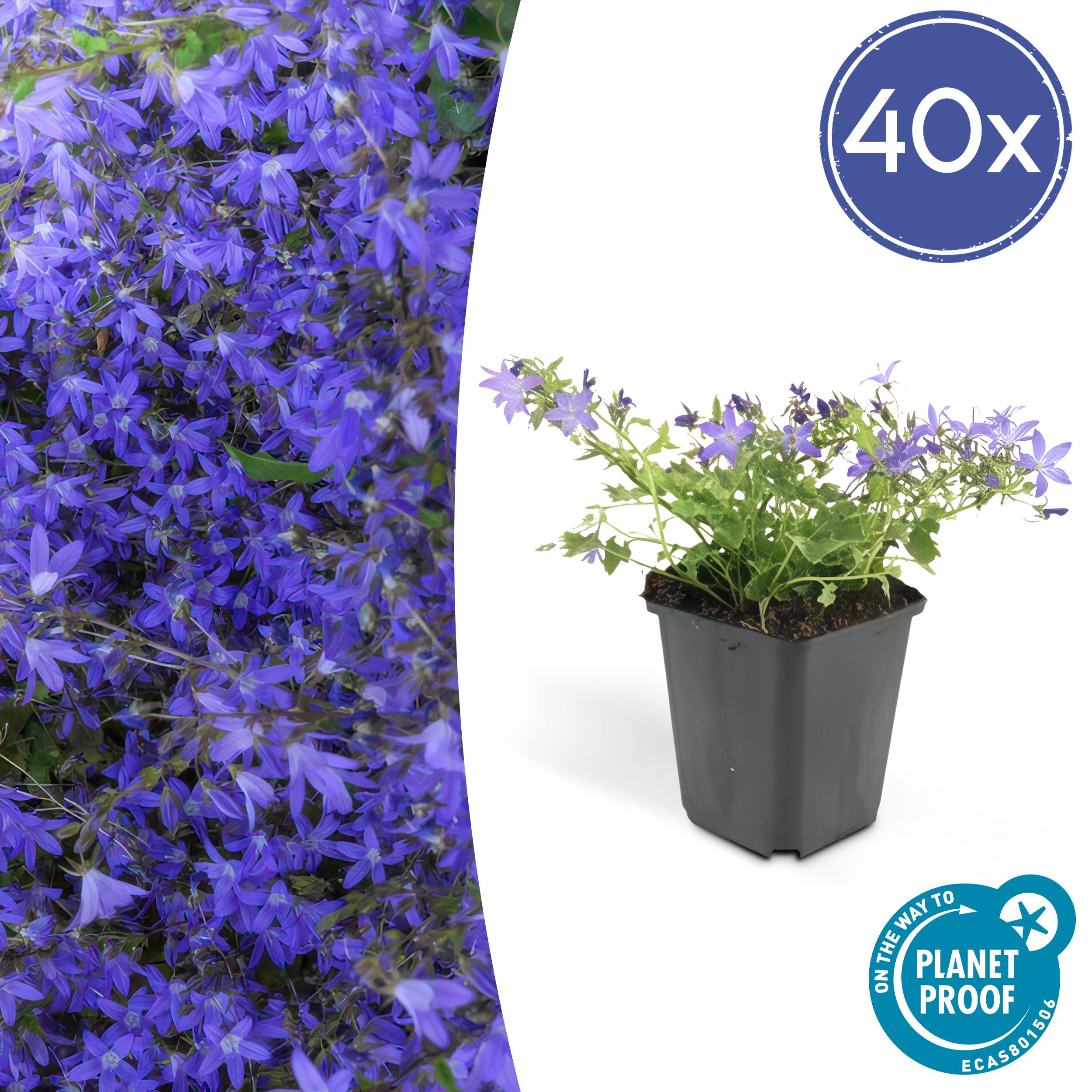 Campanula tappezzante 'Stella' - 40x Piante per bordure e Campanula tappezzante 'Stella' - 40x Piante per bordure e