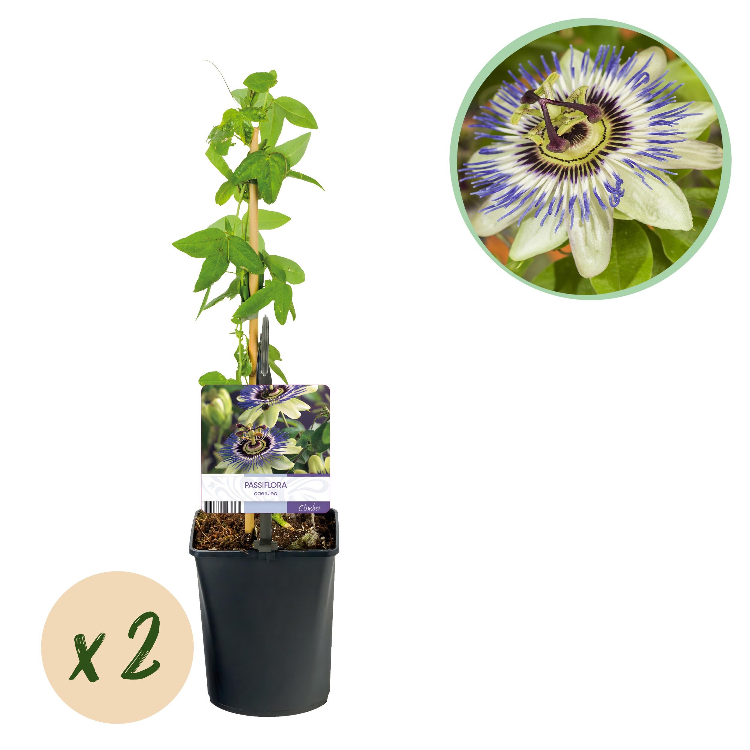 Green boutiQ – Męczennica Passiflora caerulea – 2 rośliny – Kwiaty niebieskie, białe i zielone – Niska pielęgnacja – Doniczka 11 cm – Wys 40 cm