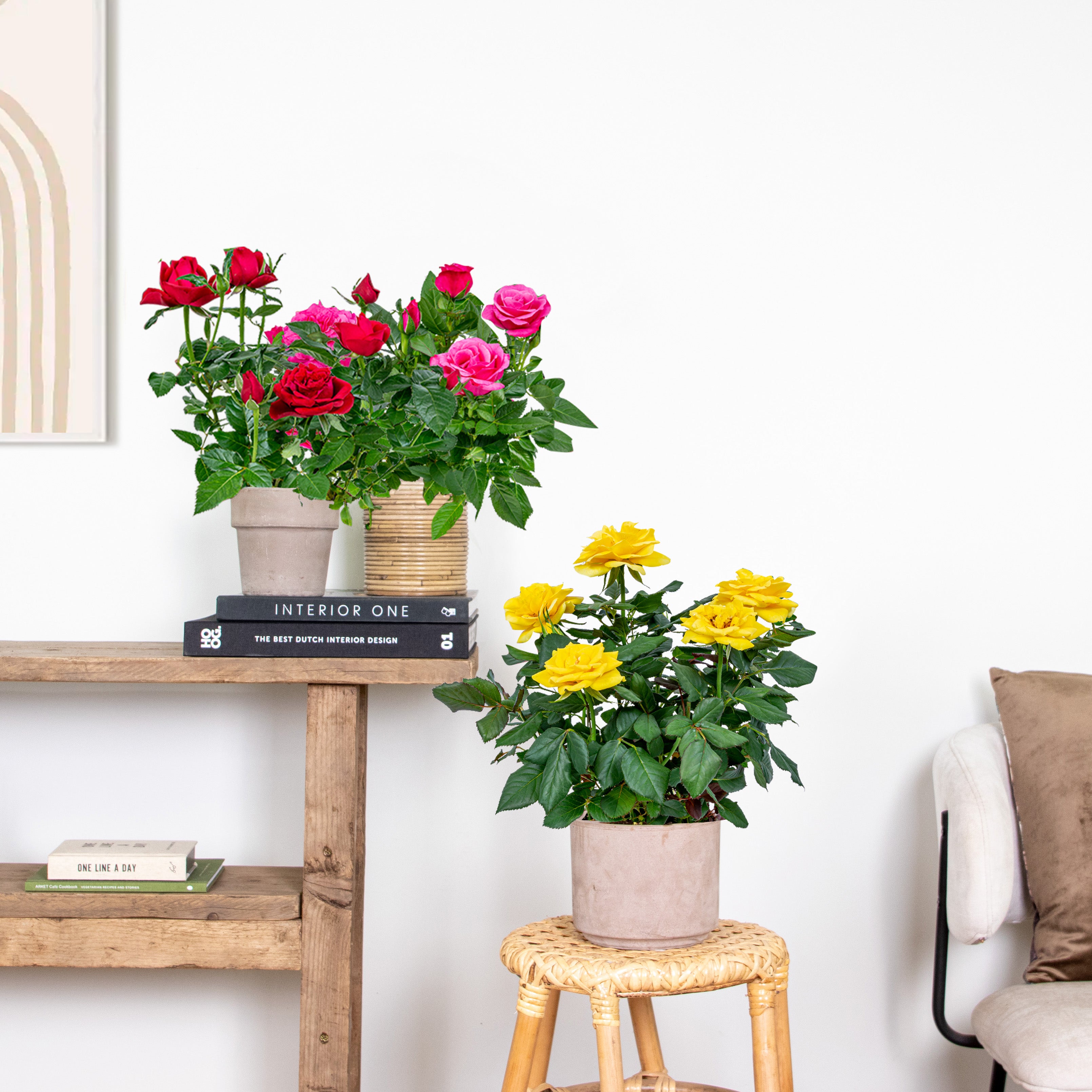Lot de 3 - Rosiers Nains - Rouge, Jaune, Rose - H. 20-30 cm - P. 12 cm - 4