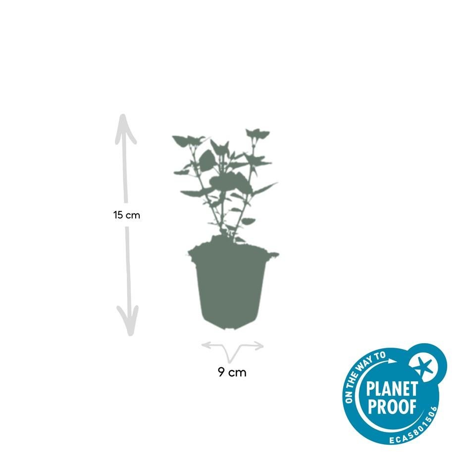 24x Plante Agastache 'Blue Fortune' - ↕10-25cm (hauteur) - Ø9cm (diamètre)– ComfortXL Green - 5