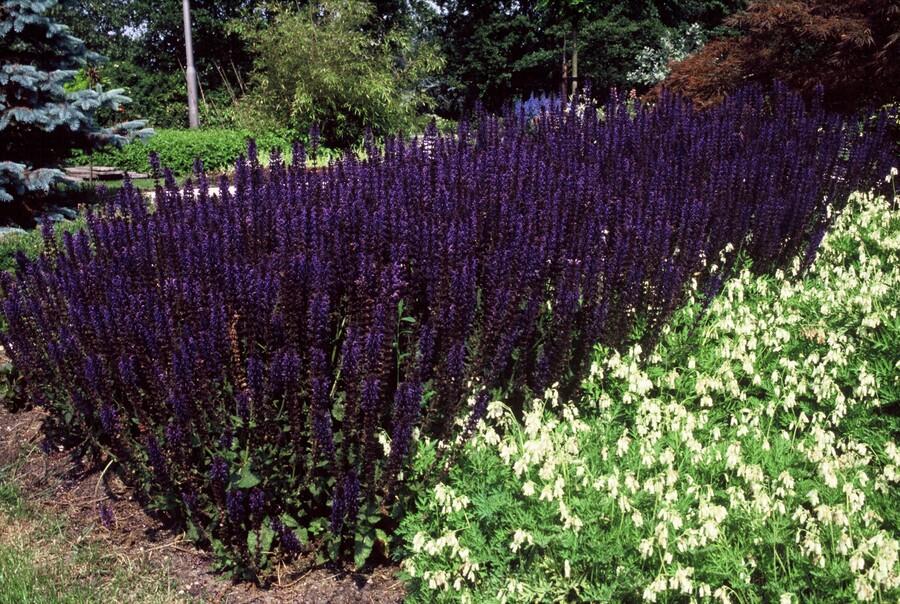 Salvia nemorosa 'Caradonna', 10-25 cm de hauteur, 9 cm Ø– MOSELOTA Green - 3