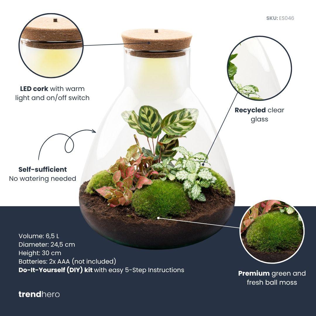 Terrário DIY Sam Calathea com lâmpada LED – Mini ecossistema autossuficiente com Fittonia e musgo – 30 cm - 3