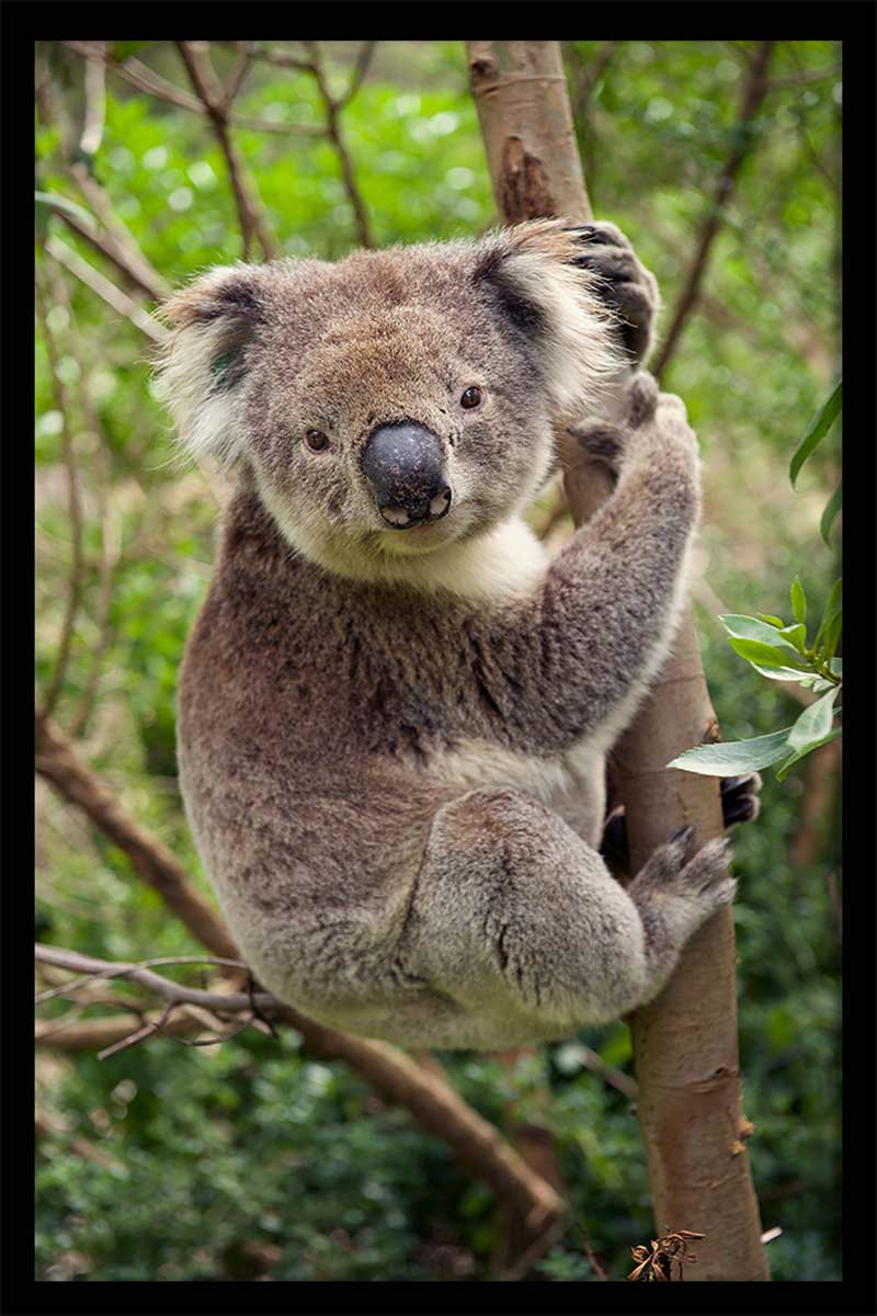 Poster animali koala appeso al ramo - 40x60cm - made in France - 5