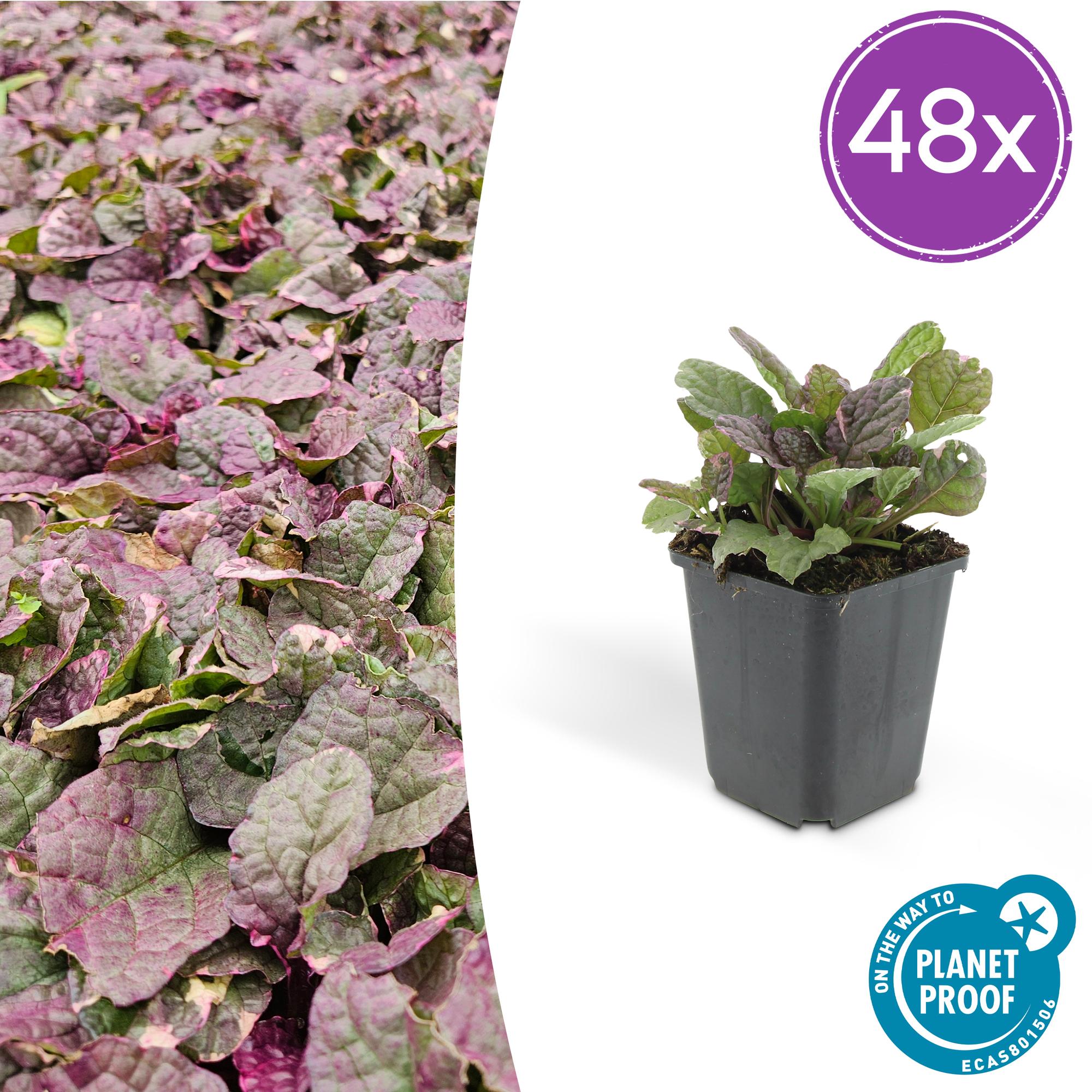 48x Dąbrówka rozłogowa 'Burgundy Glow' | Doniczka Ø9 cm | Wysokość 10-25 cm – MOSELOTA Green