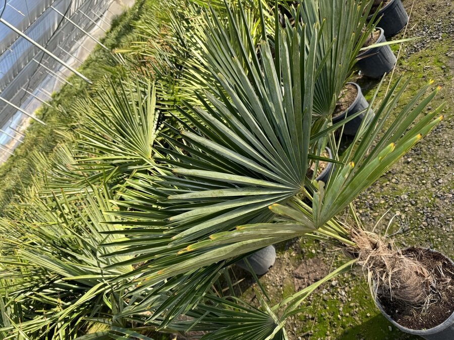 Sunny Tree - Palmier - Trachycarpus Fortunei - Palmier en éventail de Chine - Palmier à chanvre - 140-160 cm Pot compris - Hauteur du tronc 30-40 cm - 4